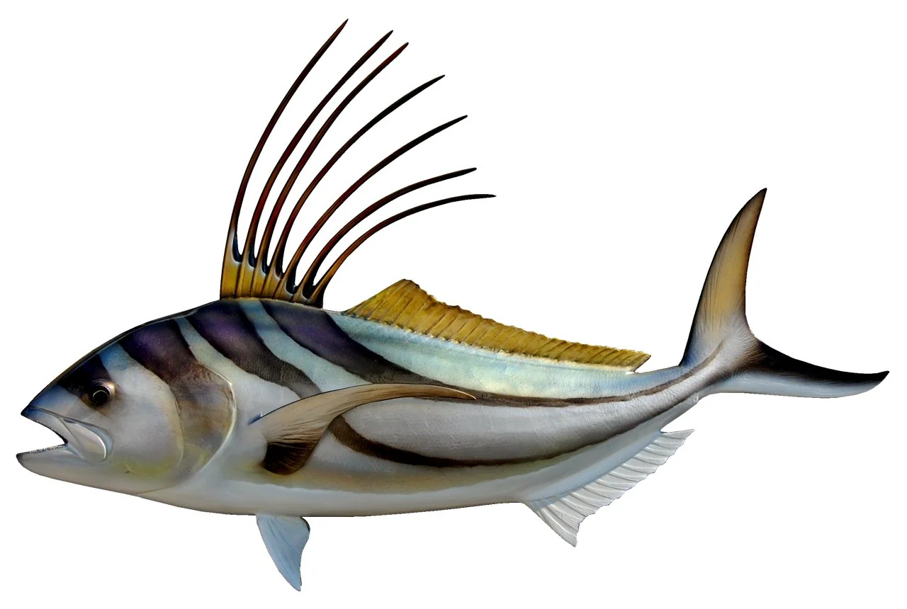 30 INCH ROOSTERFISH