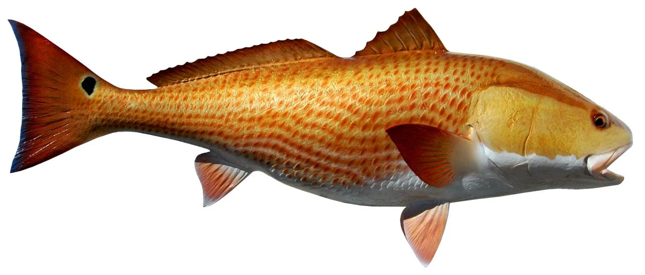 40 INCH REDFISH