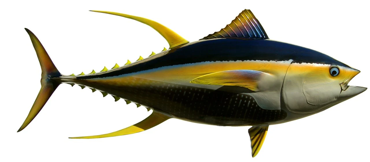 66 INCH YELLOWFIN TUNA