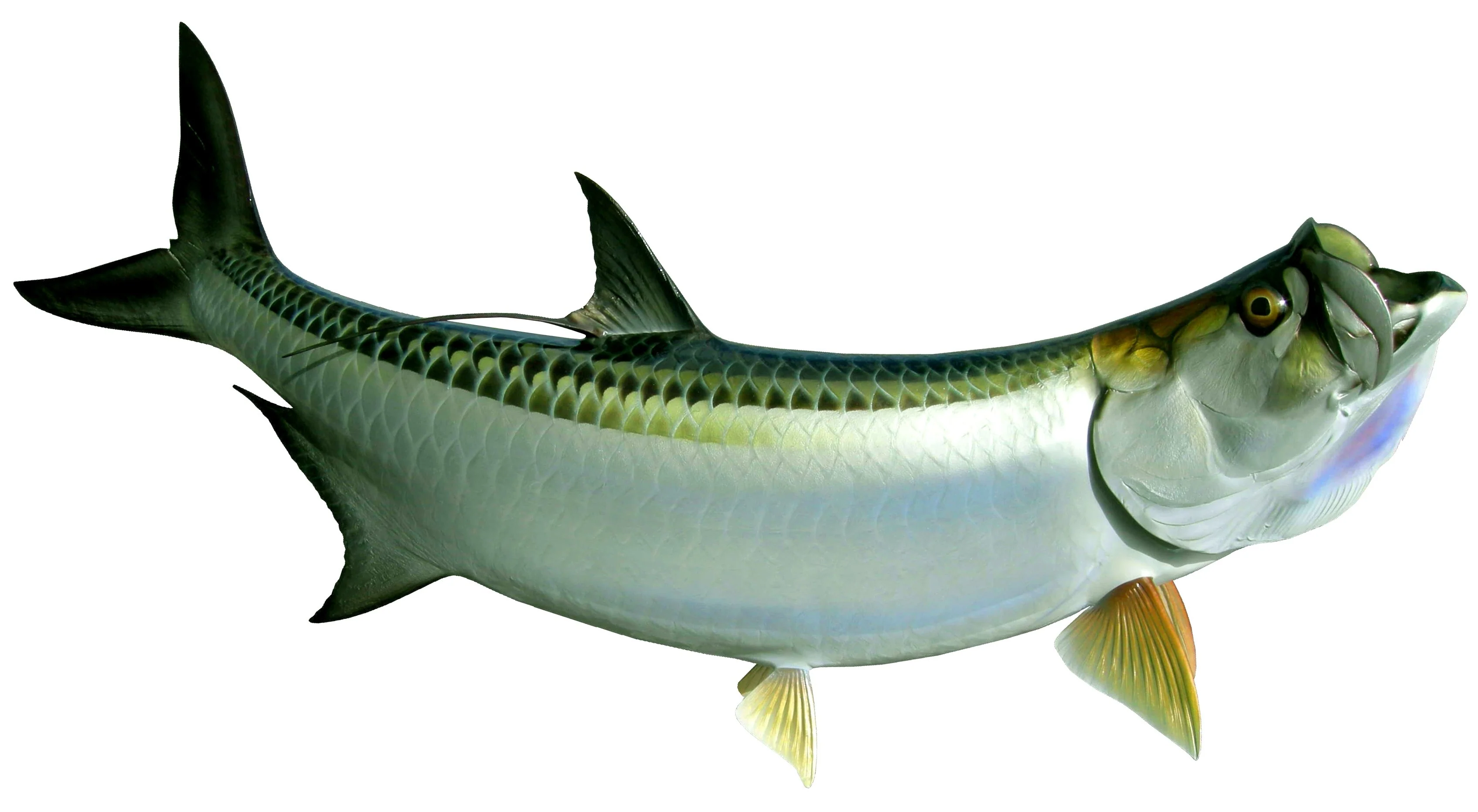 75 INCH TARPON