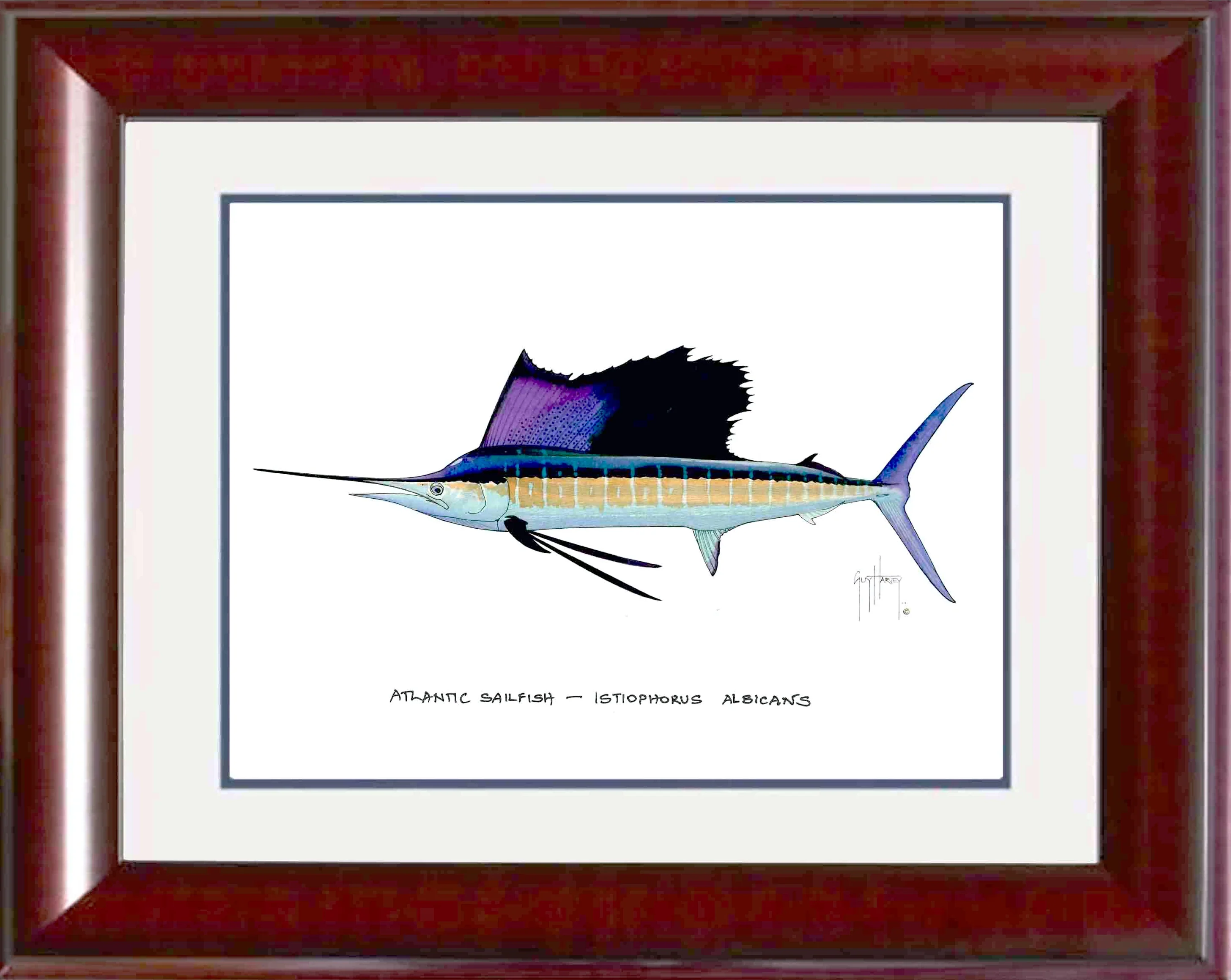 "Atlantic Sailfish" Grande Mini Print