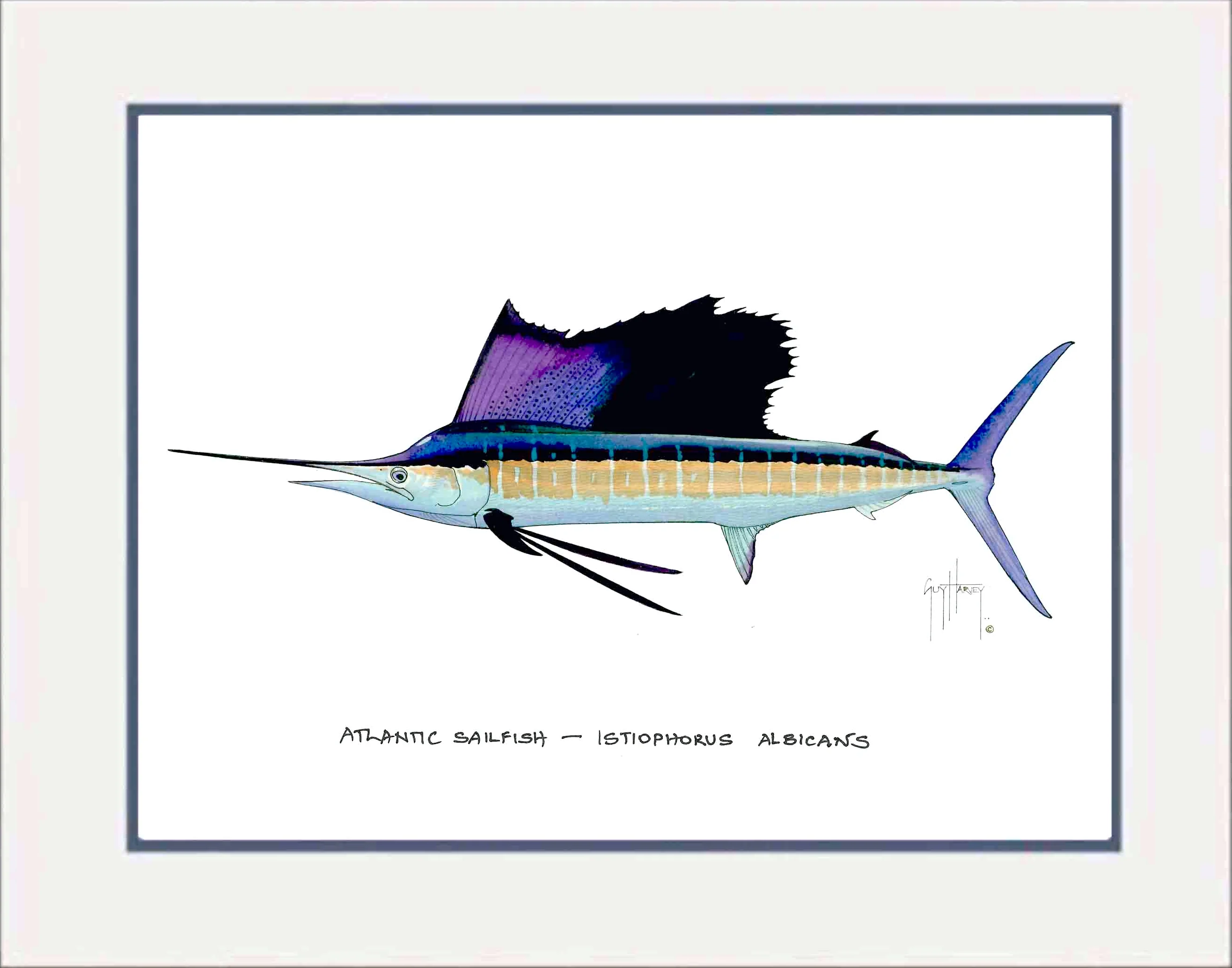 "Atlantic Sailfish" Grande Mini Print - Image 2
