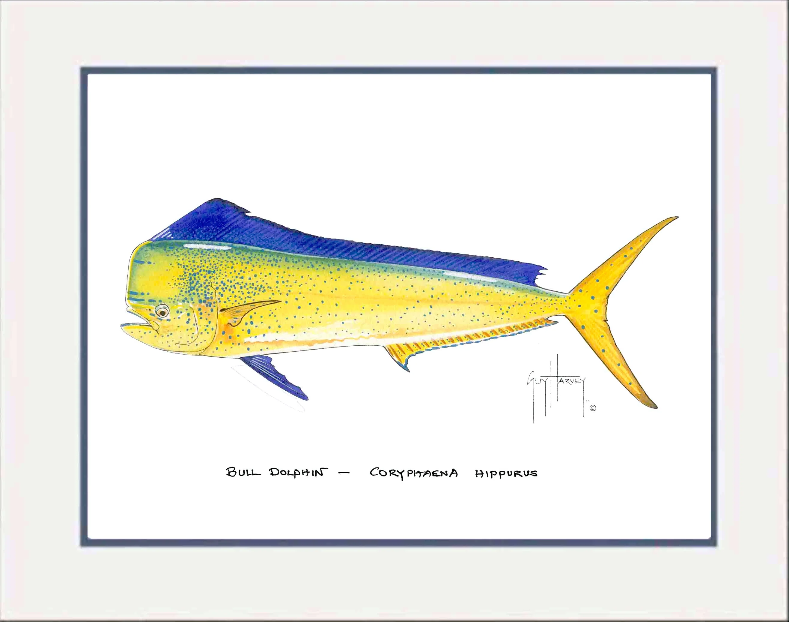 "Bull Dolphin" Grande Mini Print - Image 2
