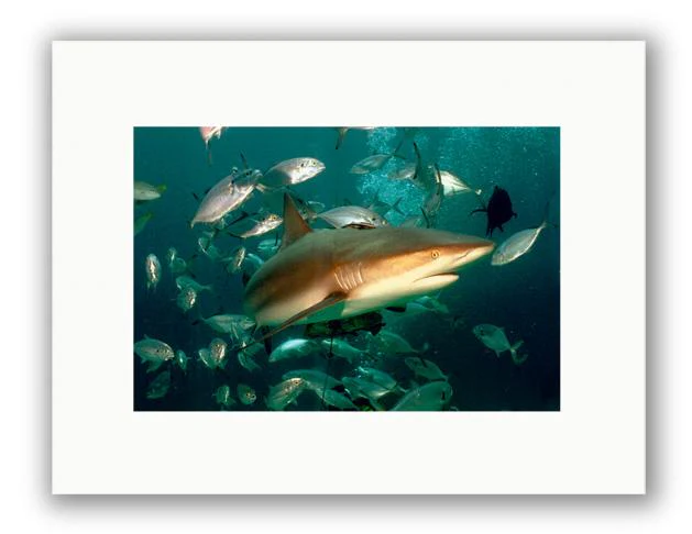 CARIBBEAN REEF SHARK PHOTO ART UNFRAMED
