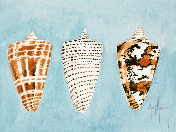 "Cone Shells" Original