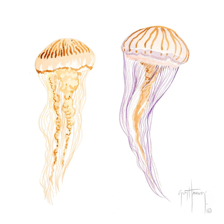 "Double Jelly" Original