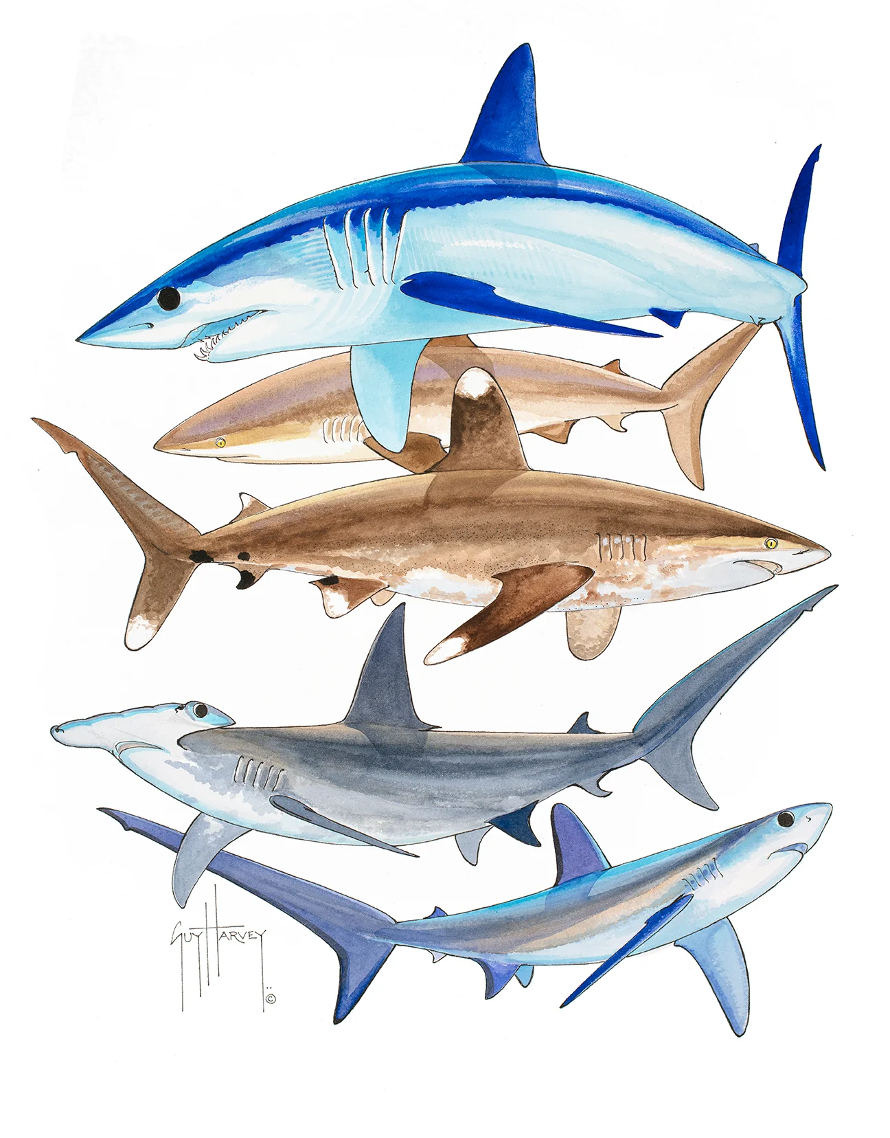 "Endangered Sharks" Original