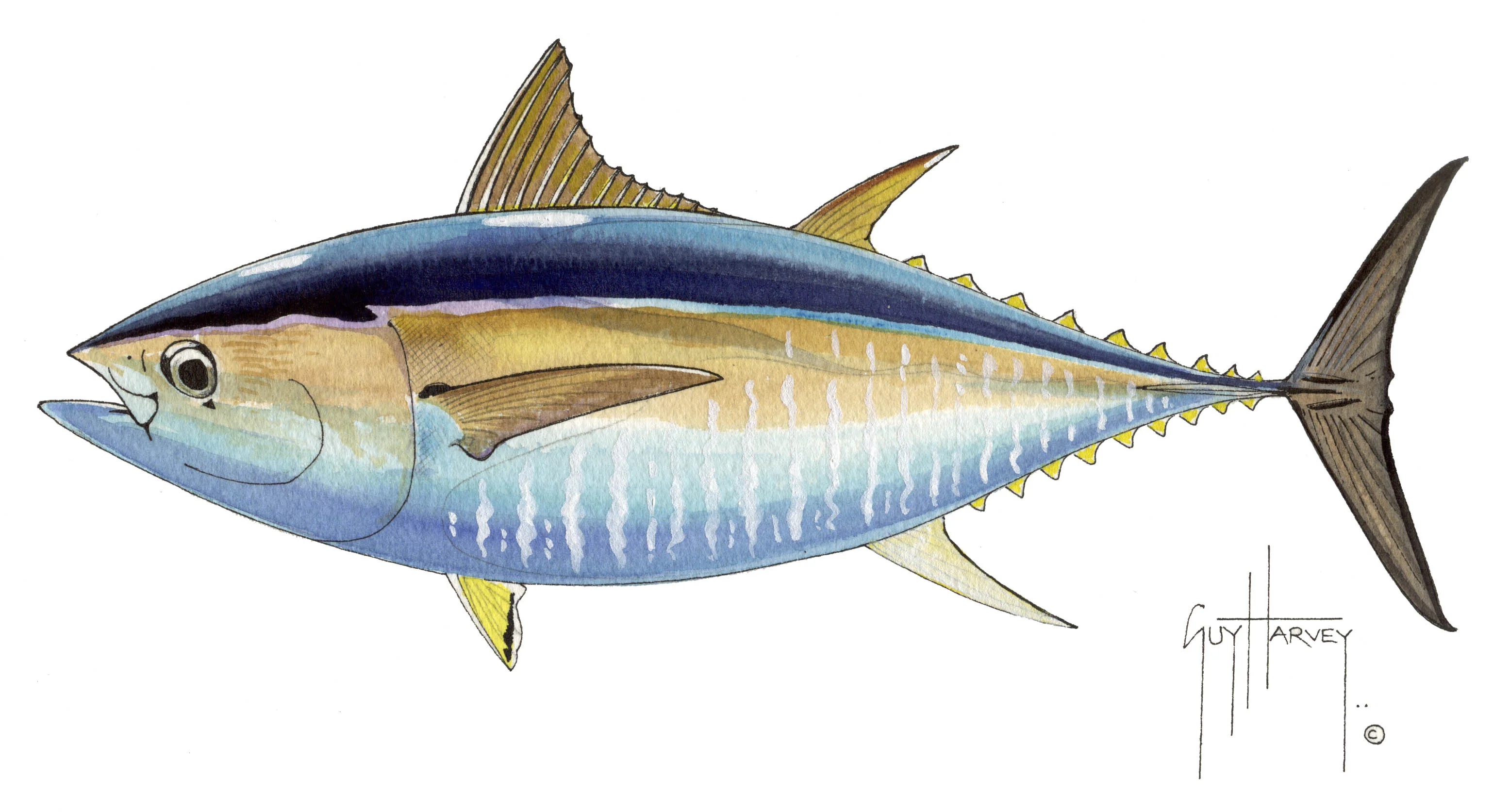 "Fotoo Big Eye Tuna" Original