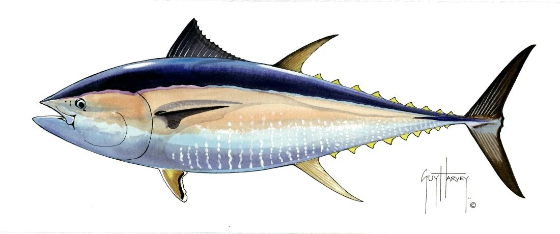 "Fotoo-Pacific Bluefin Tuna" Original