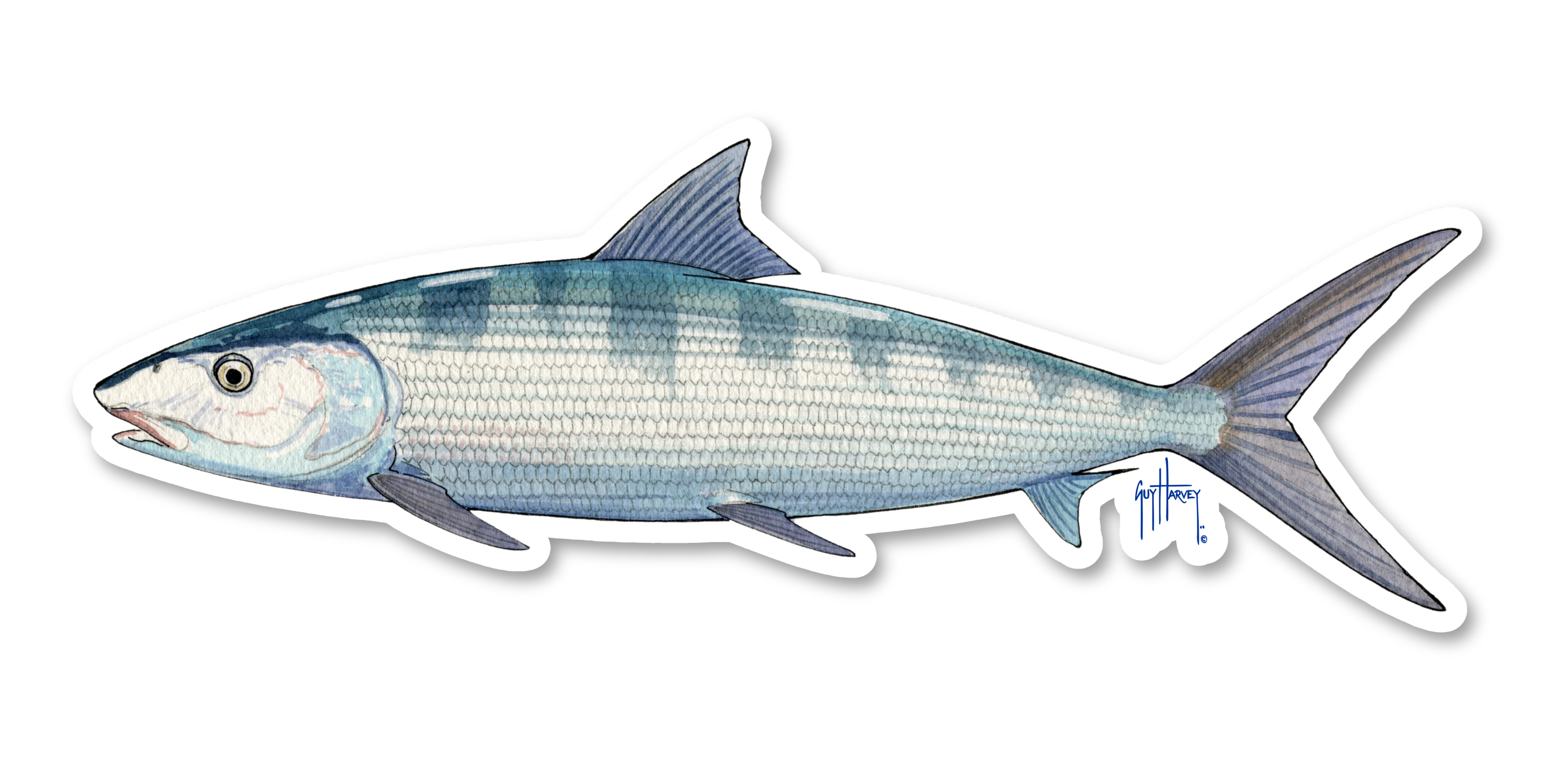 Bonefish Decal