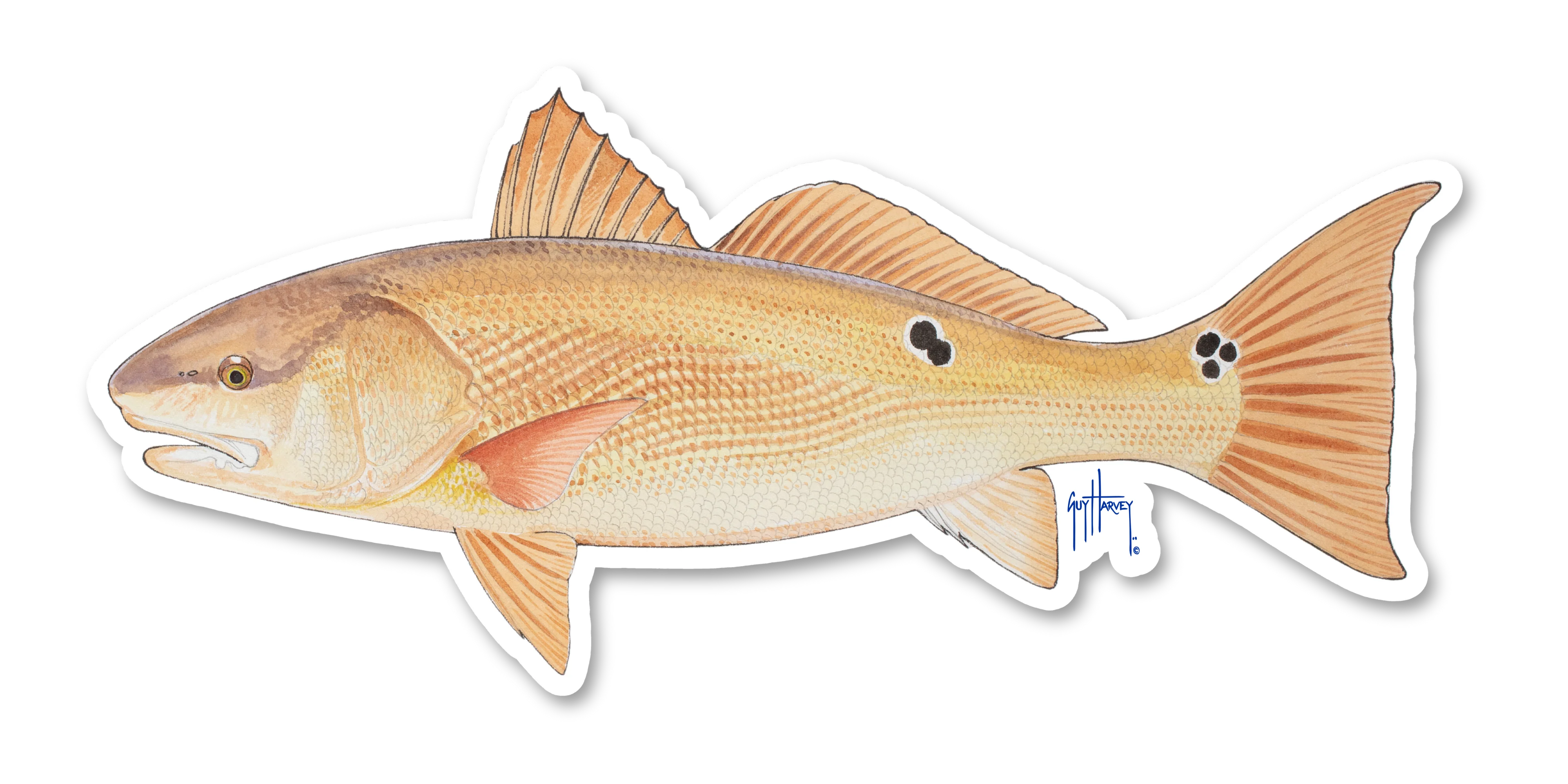 Redfish Decal
