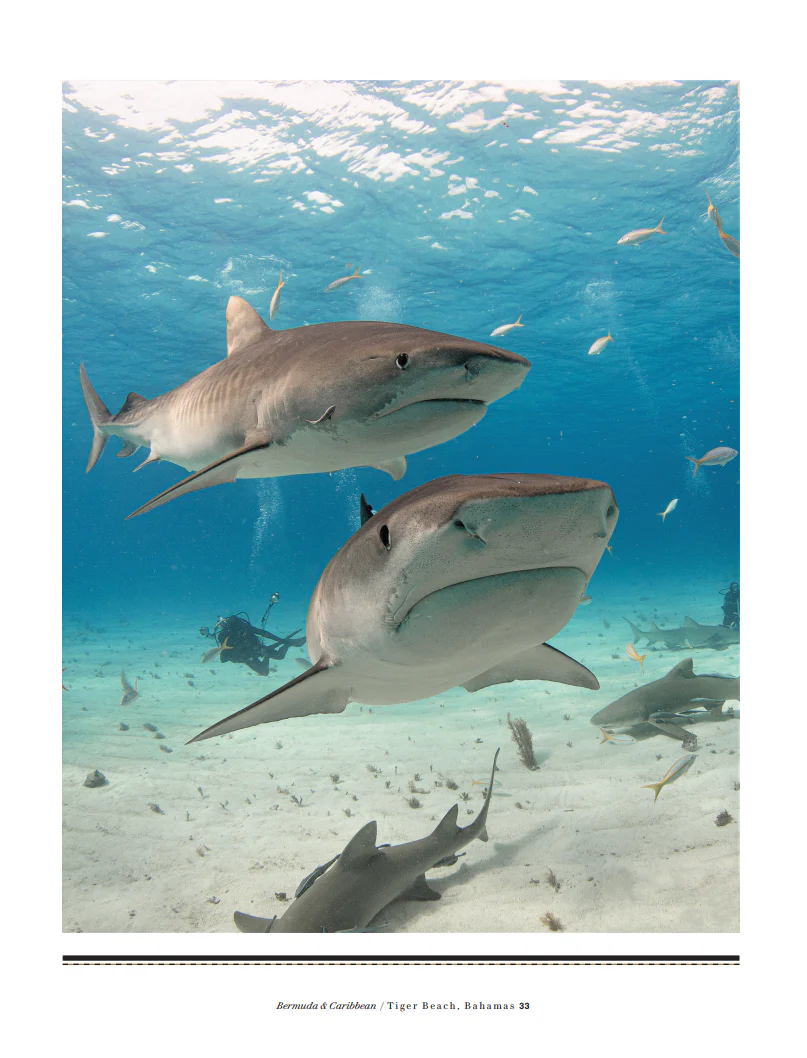 Guy Harvey's Underwater World Bundle - Image 7