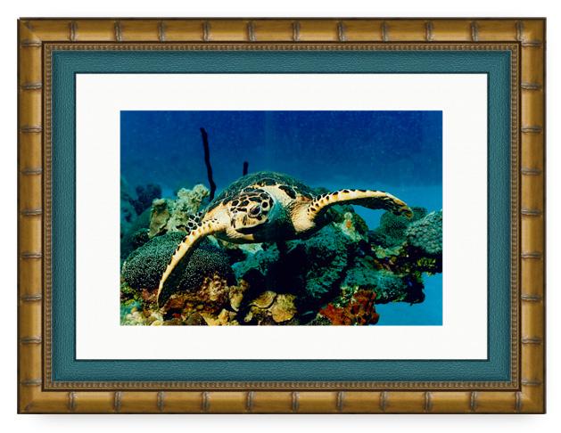 HAWKEYE PHOTO ART FRAMED