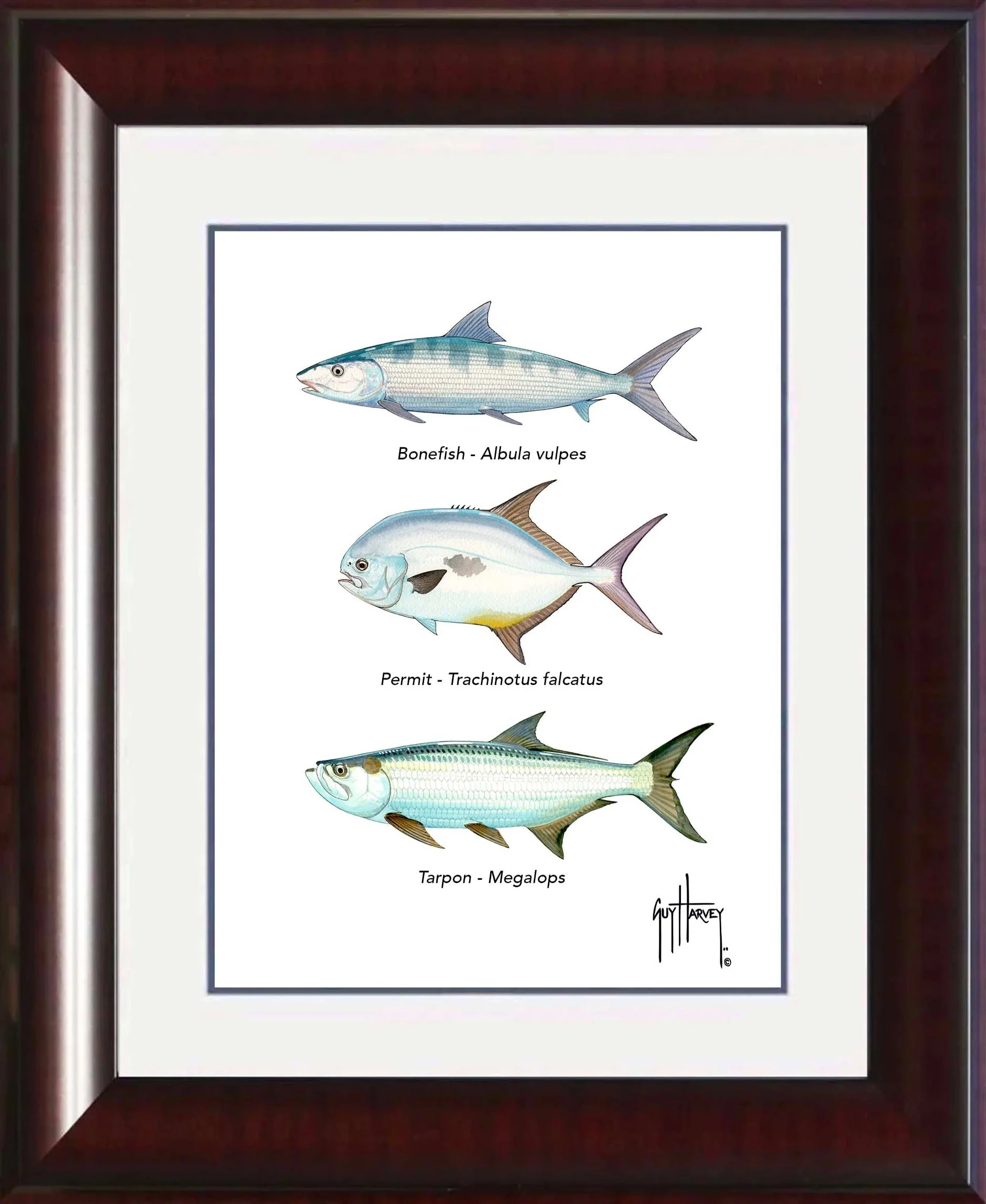 "Inshore Slam Species" Grande Mini Print