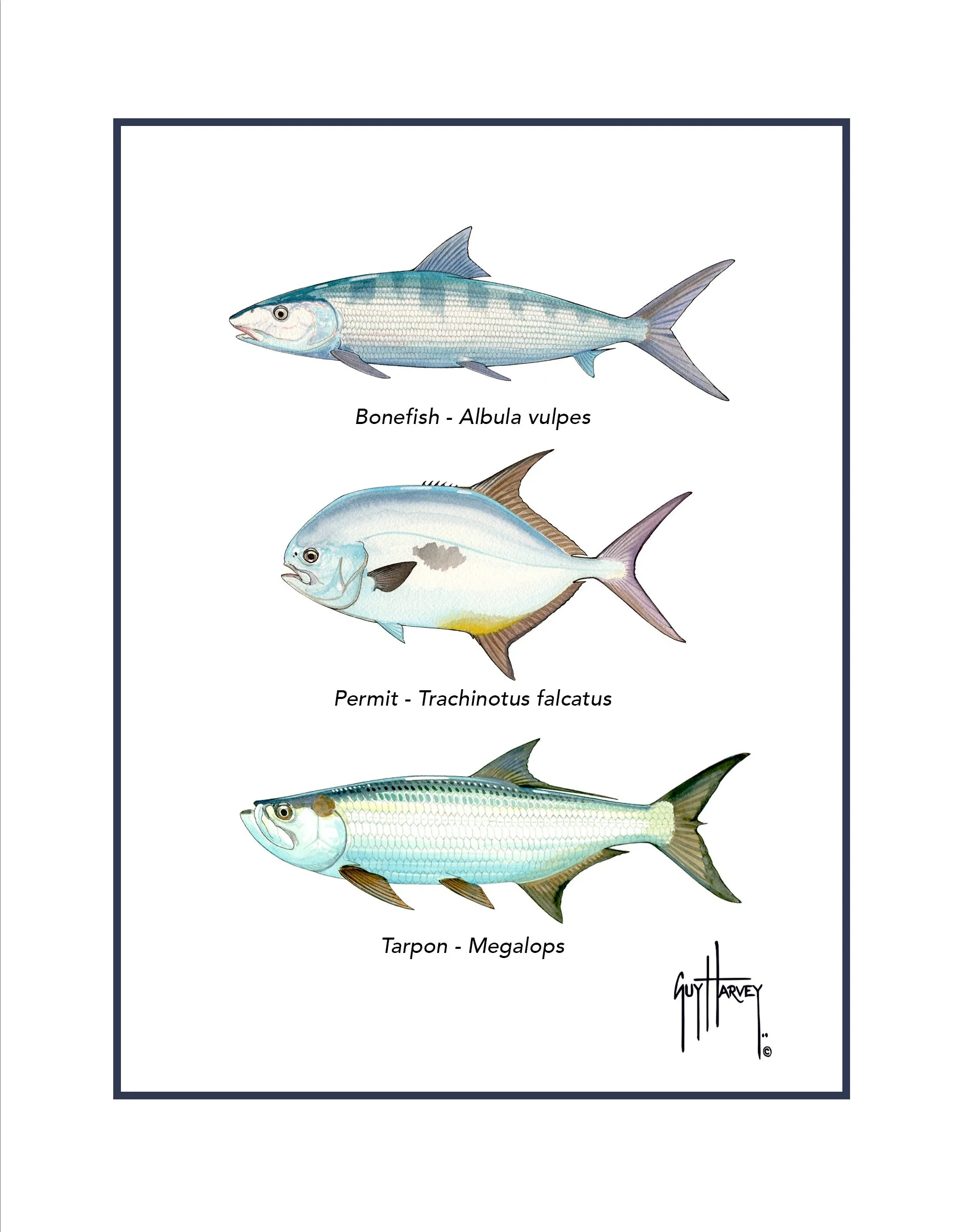 "Inshore Slam Species" Grande Mini Print - Image 2
