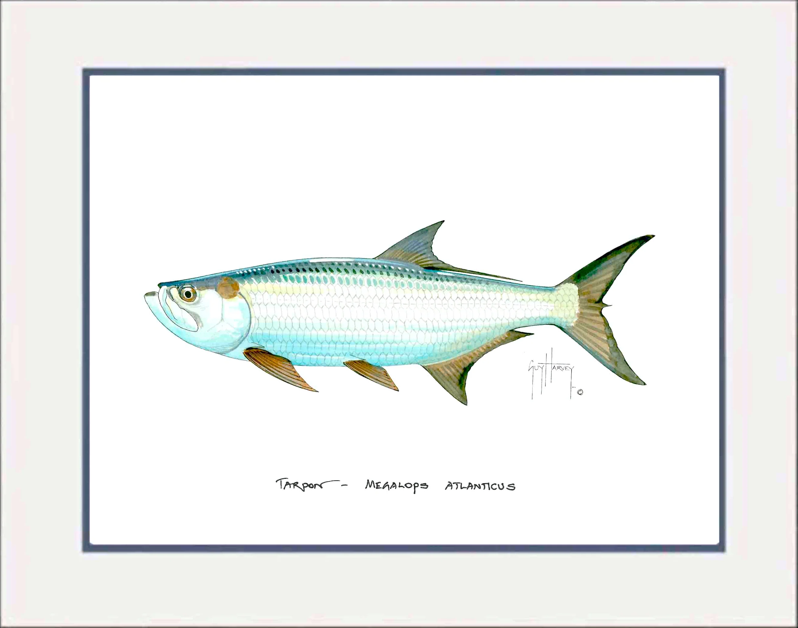 "Tarpon" Grande Mini Print - Image 2