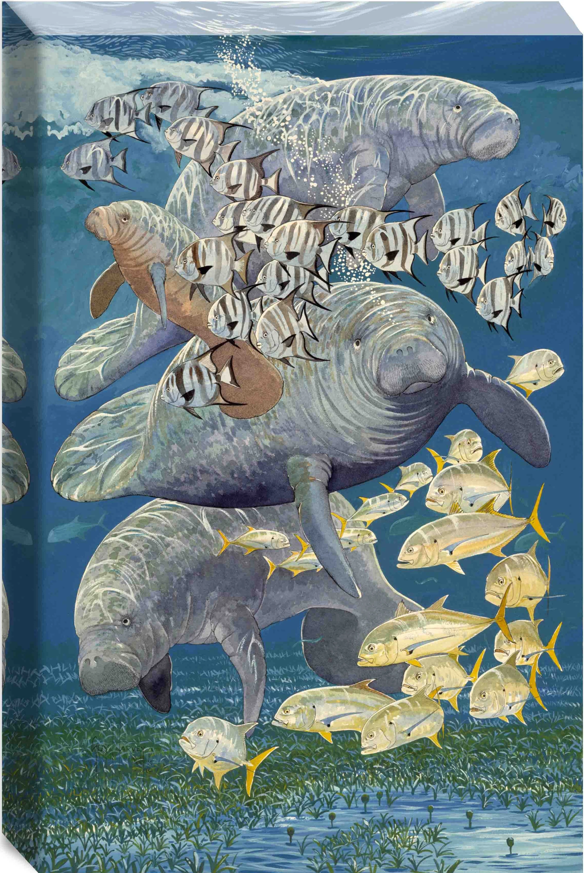 "Manatees" Small Canvas Art