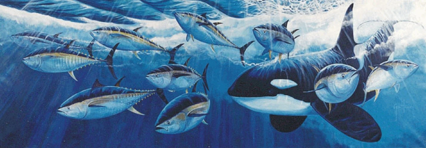 "Killer Whale and Bluefin Tuna" Original