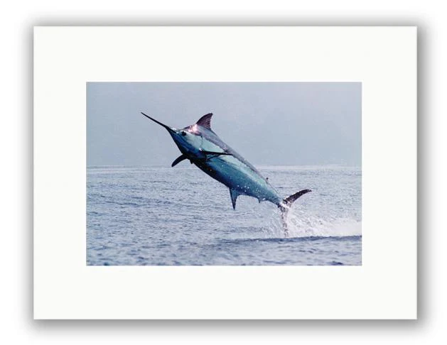 MADEIRA BLUE PHOTO ART UNFRAMED
