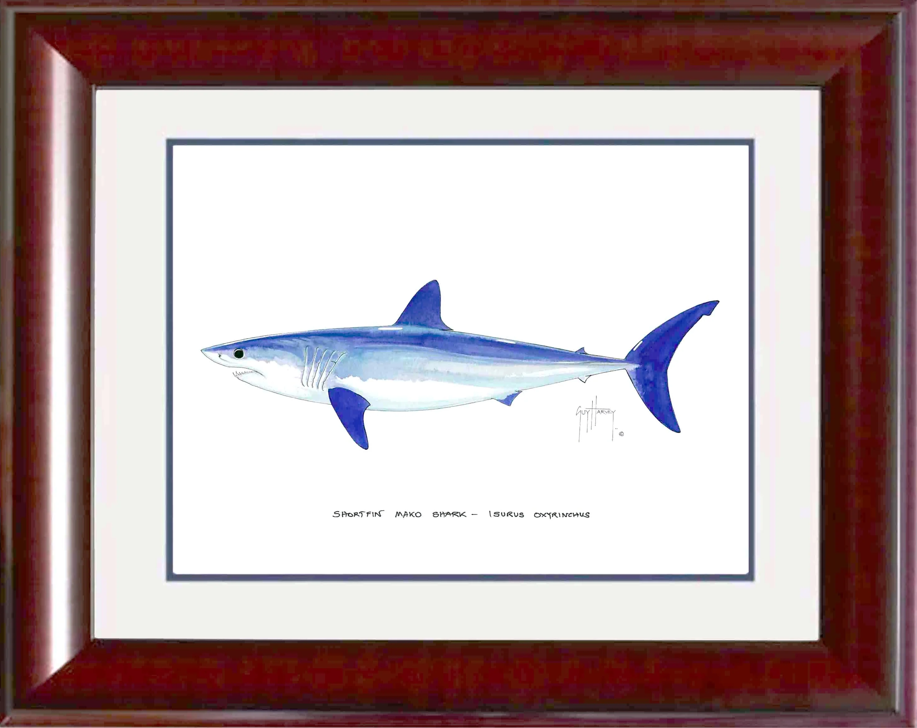 "Mako Shark" Grande Mini Print