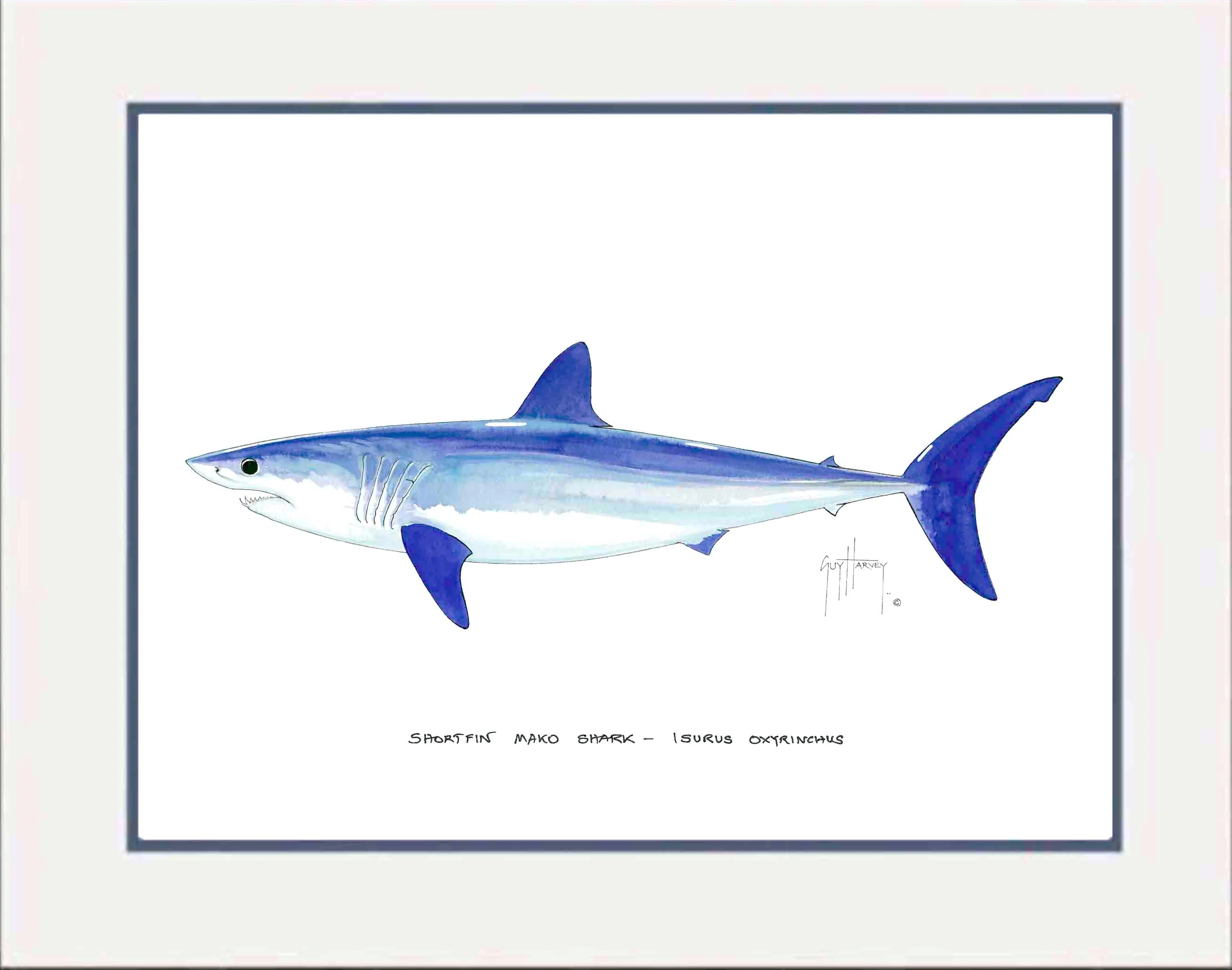 "Mako Shark" Grande Mini Print - Image 2