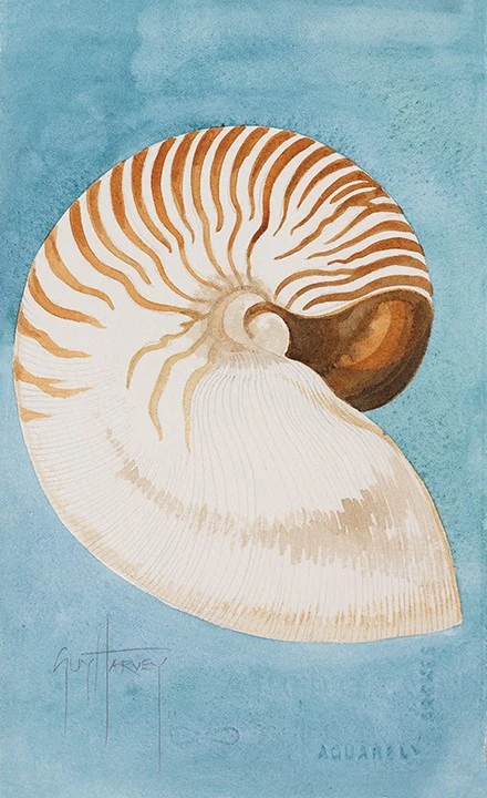"Nautilus" Original