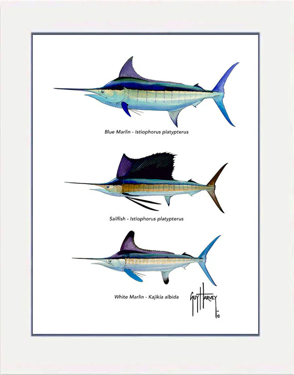 "Atlantic Grand Slam Species" Grande Mini Print - Image 2