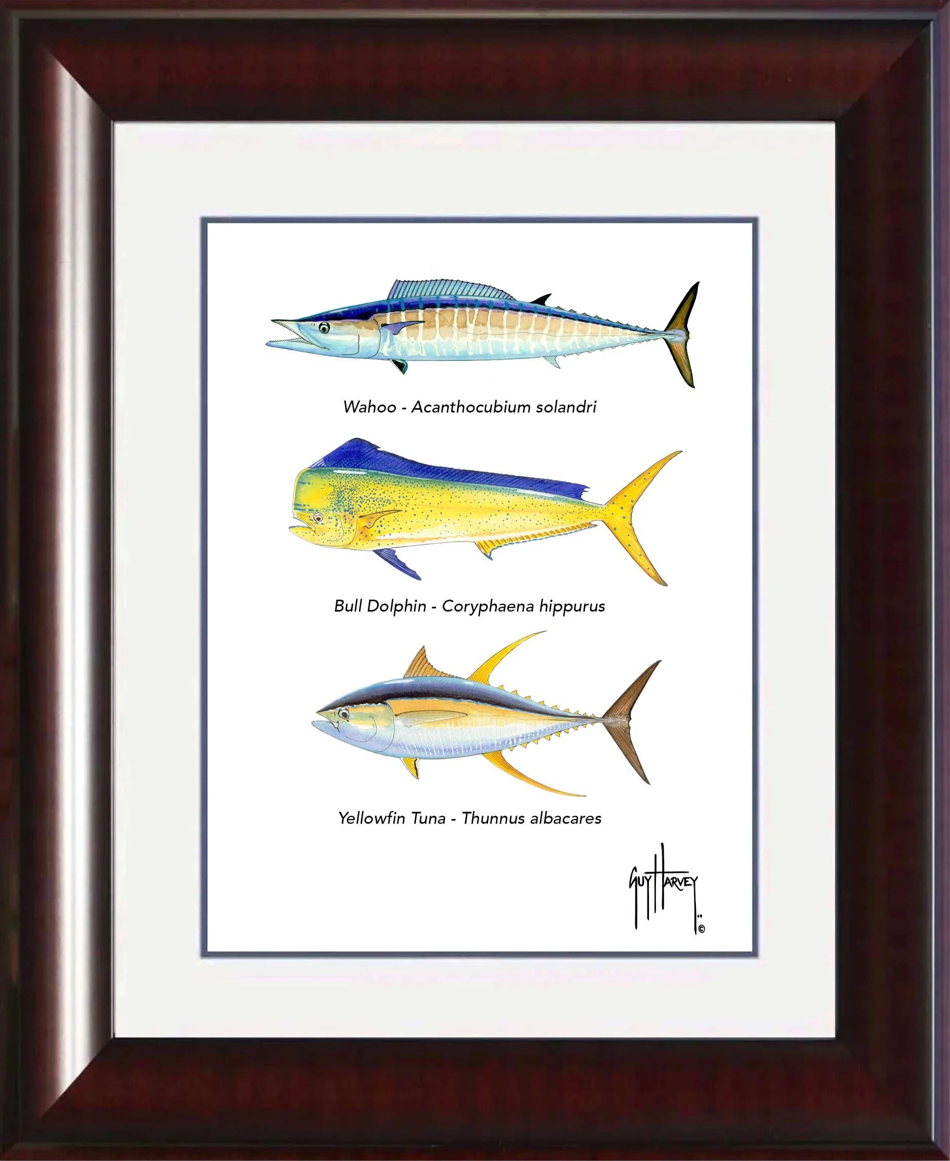 "Offshore Slam Species" Grande Mini Print