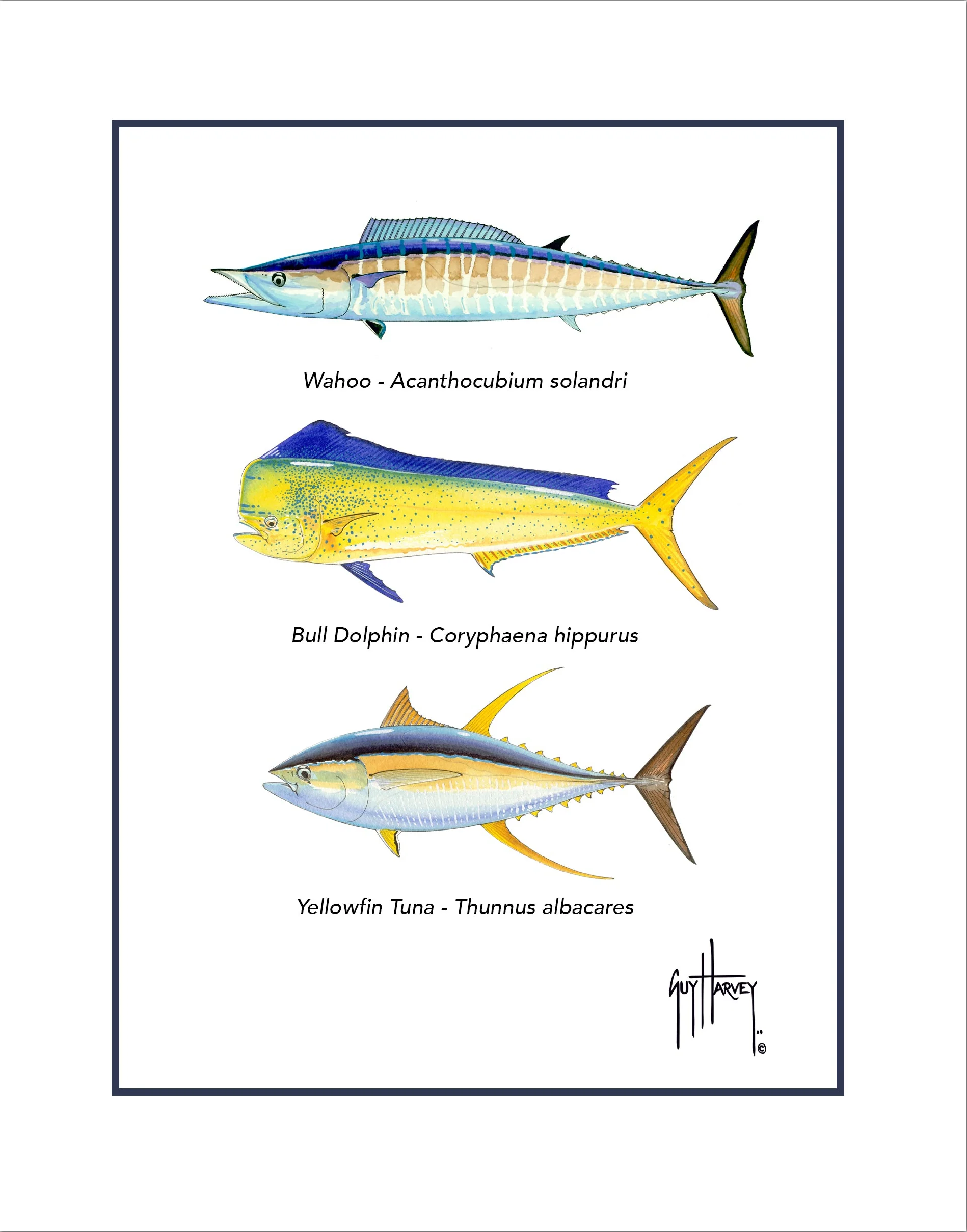 "Offshore Slam Species" Grande Mini Print - Image 2