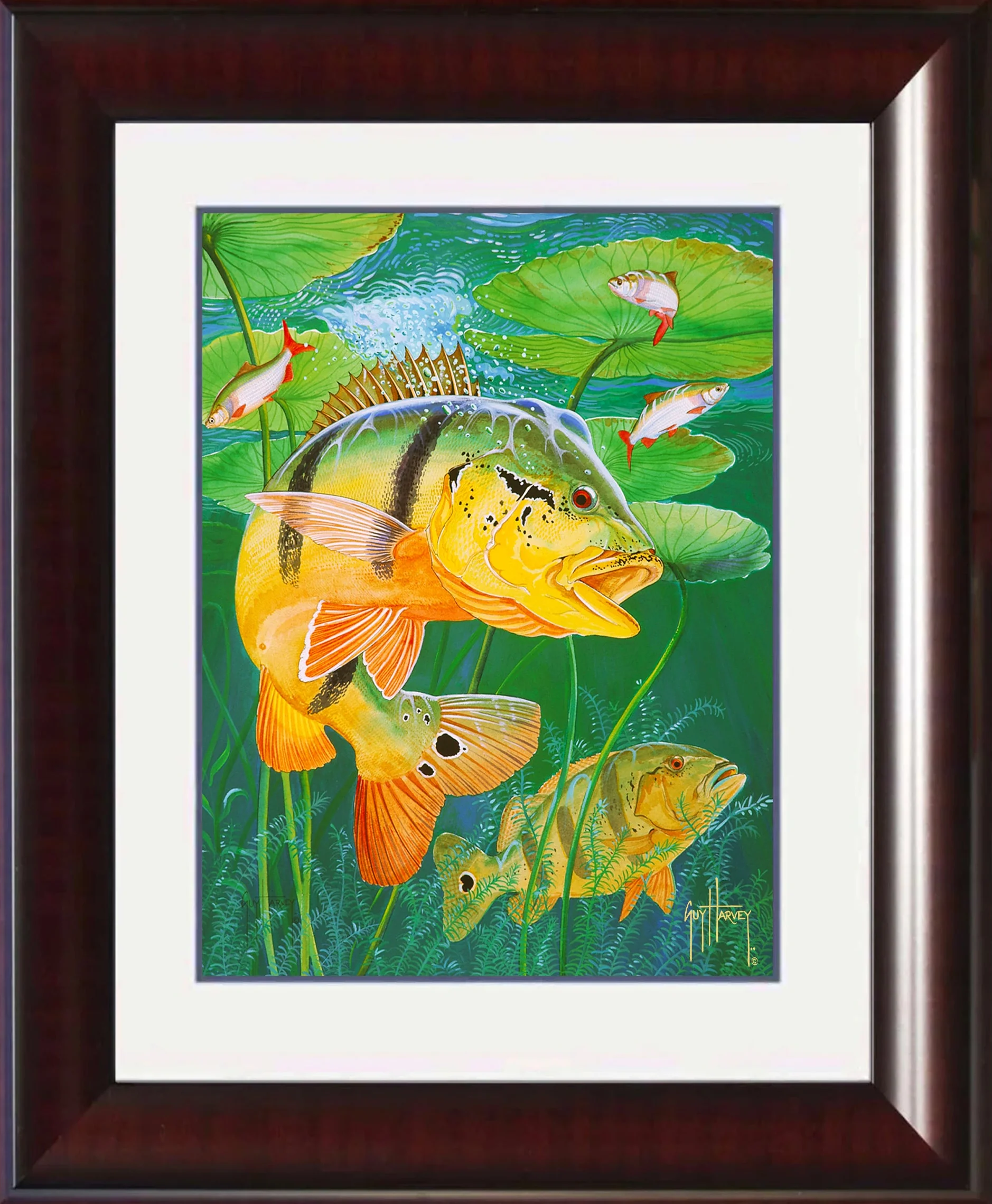 "Peacock Bass" Mini Print