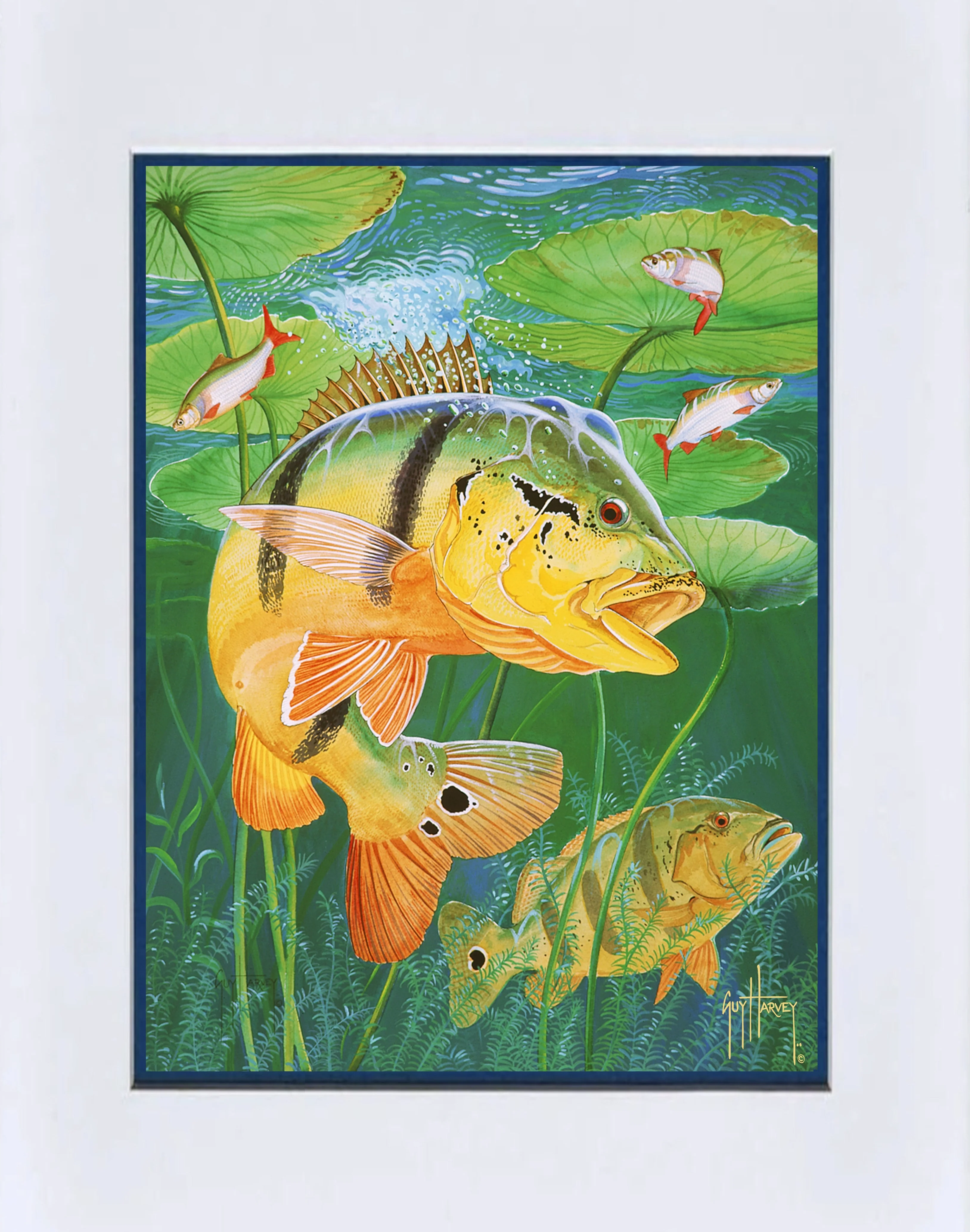 "Peacock Bass" Mini Print - Image 2