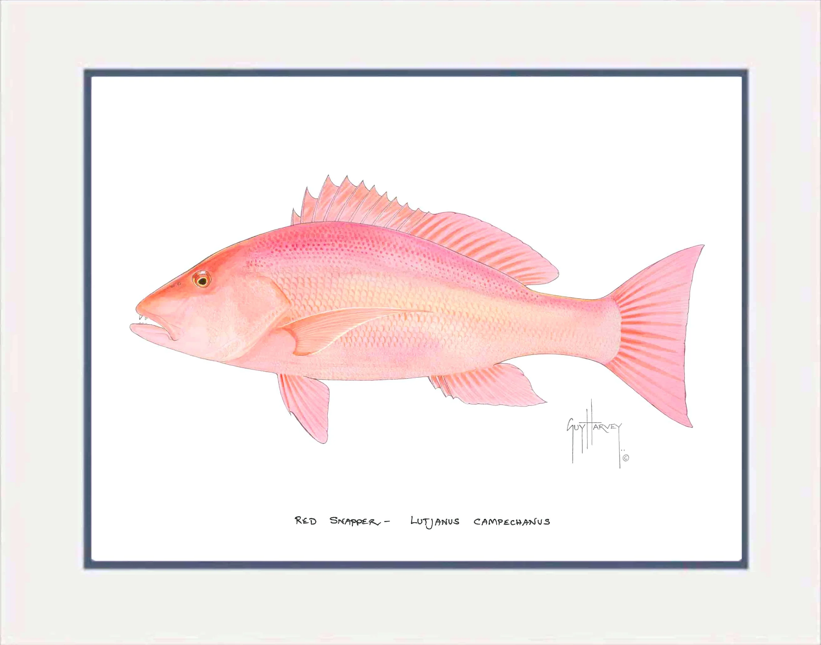 "Red Snapper" Grande Mini Print - Image 2