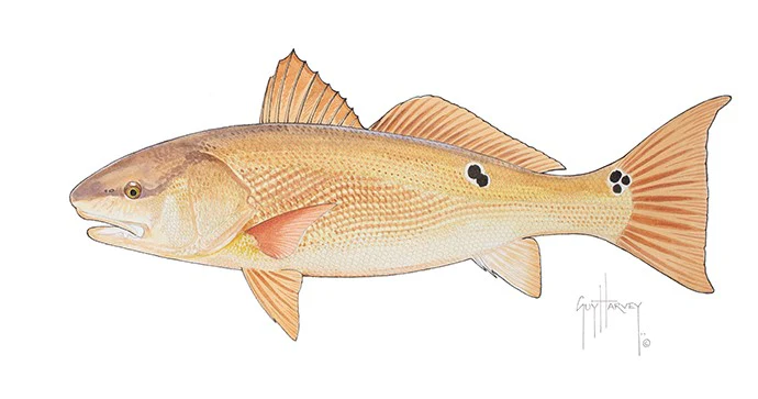 "Redfish" Original