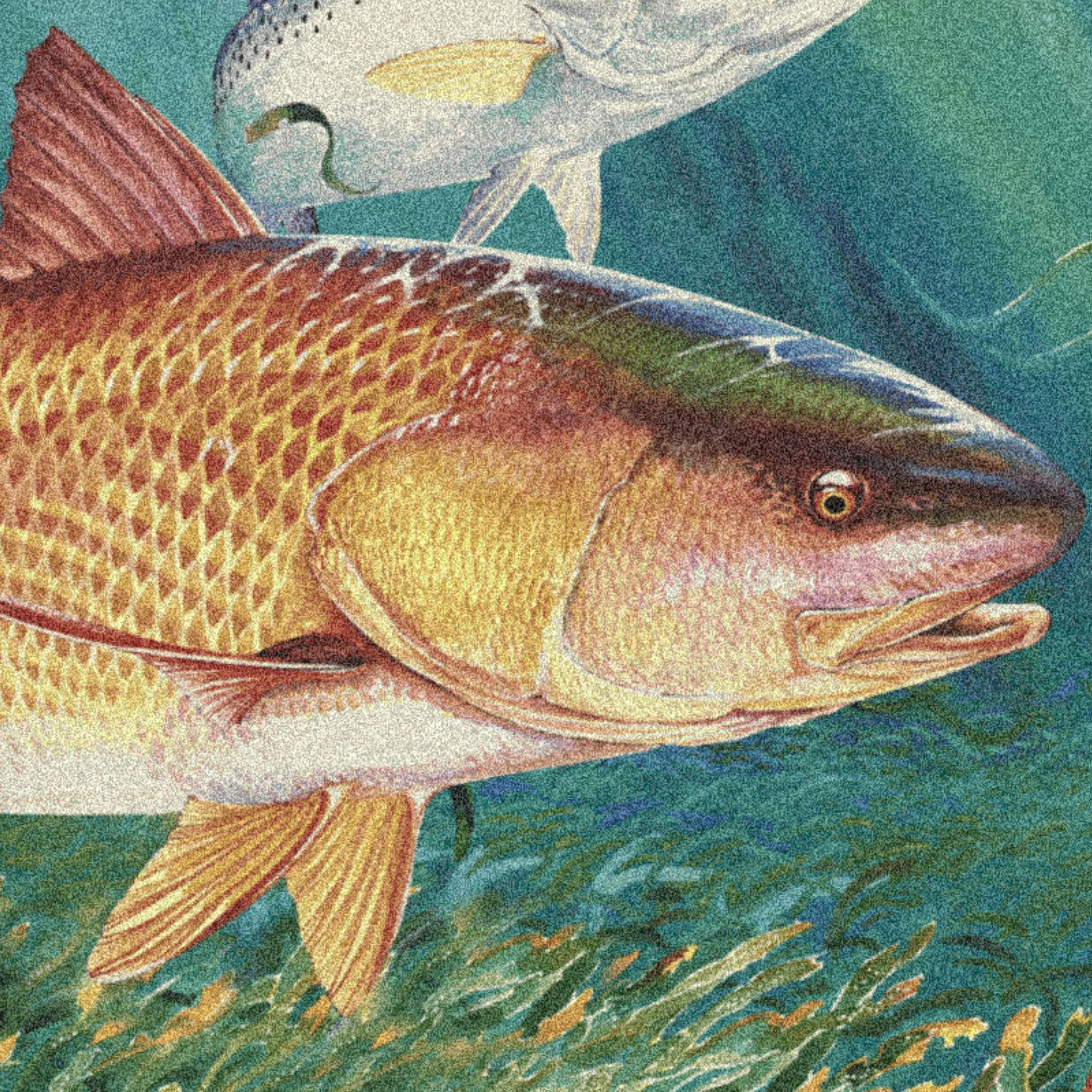 Redfish Area Rug - Image 2
