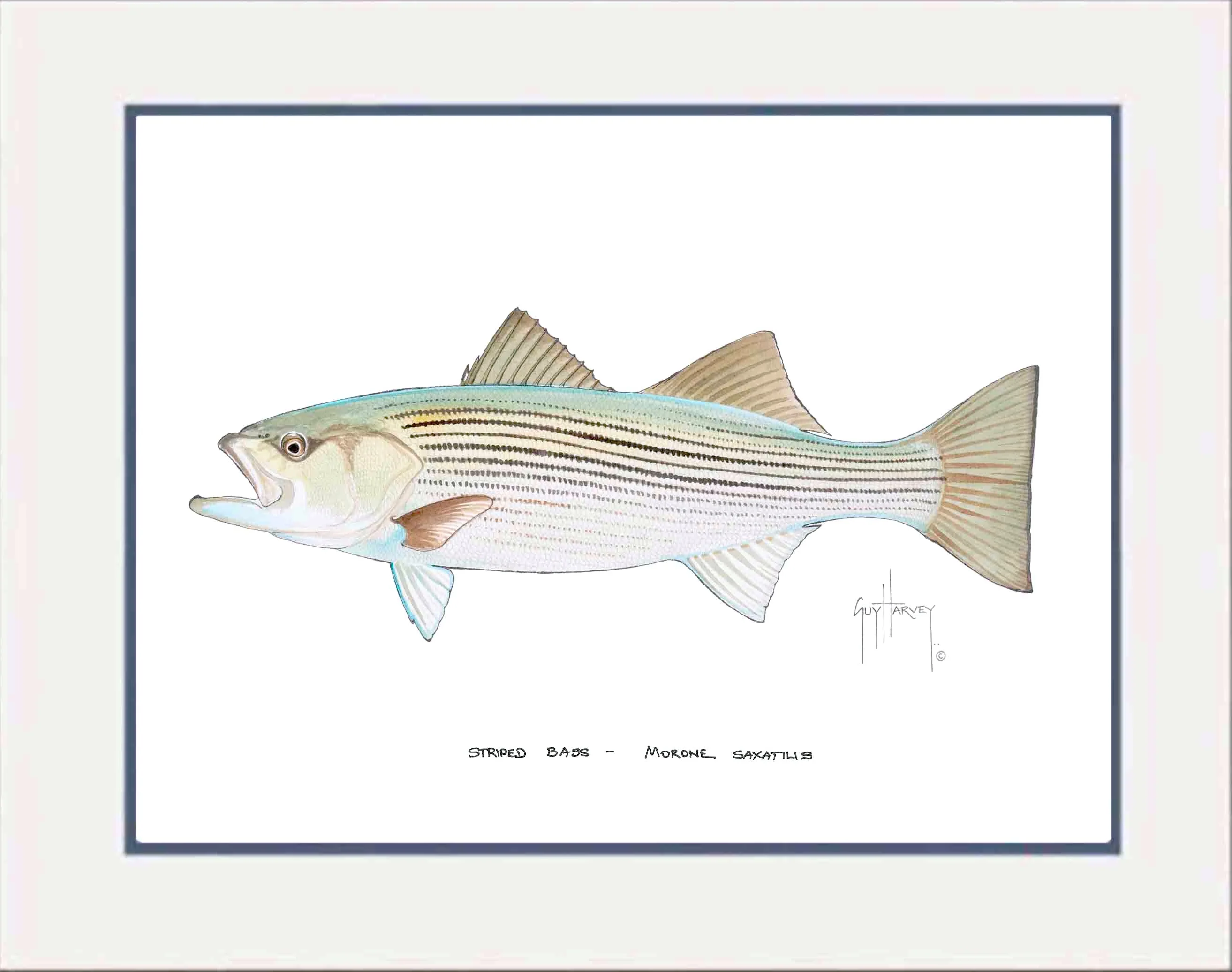 "Striped Bass" Grande Mini Print - Image 2