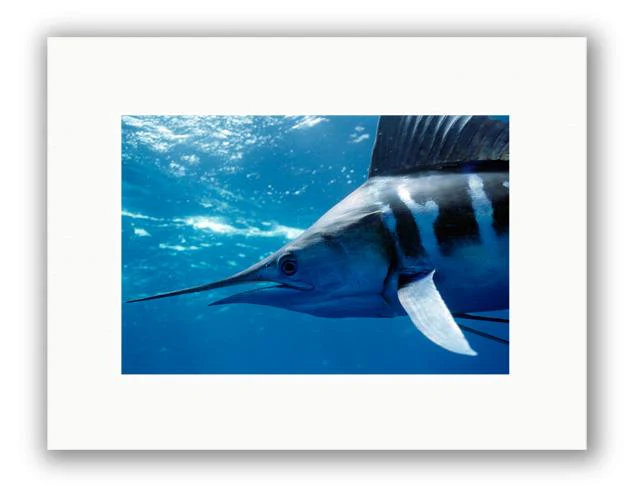 STRIPED MARLIN PHOTO ART UNFRAMED