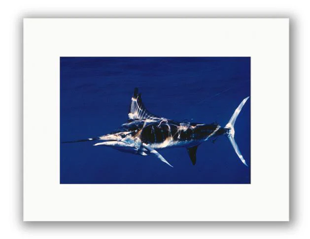 STRIPED TAGGED MARLIN PHOTO ART UNFRAMED