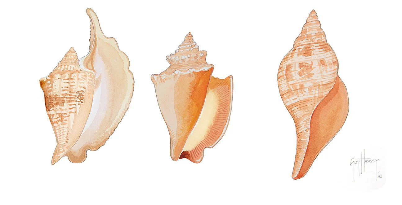 "Three Conch Shells" Original