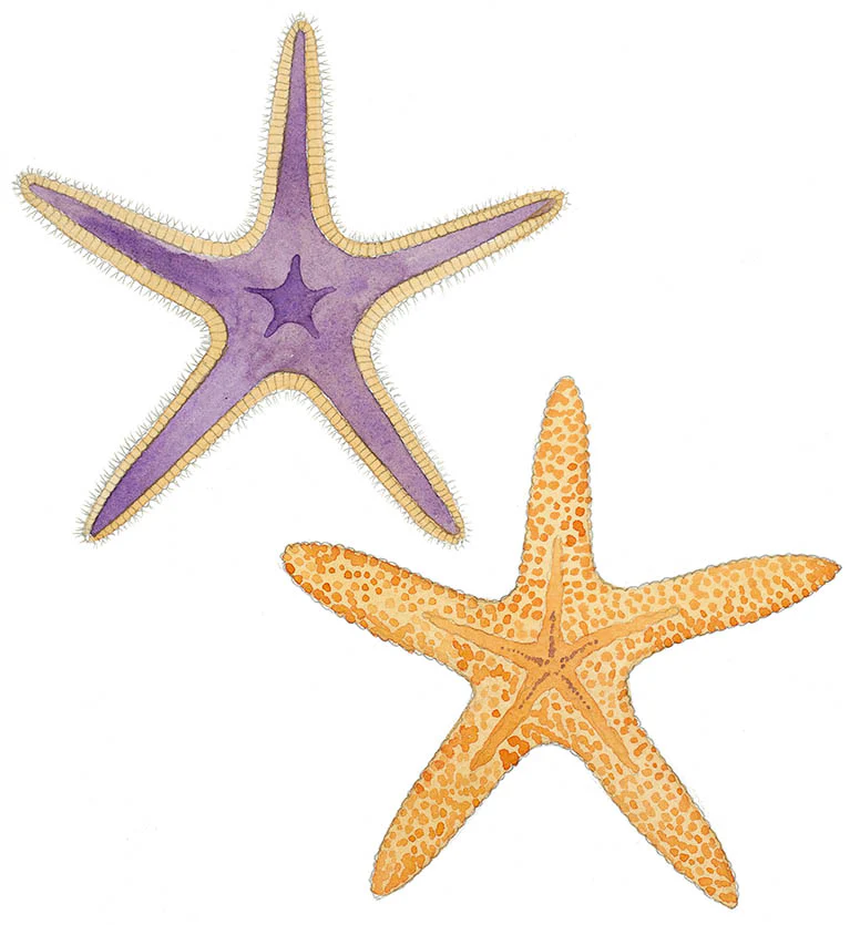 "Two Starfish" Original