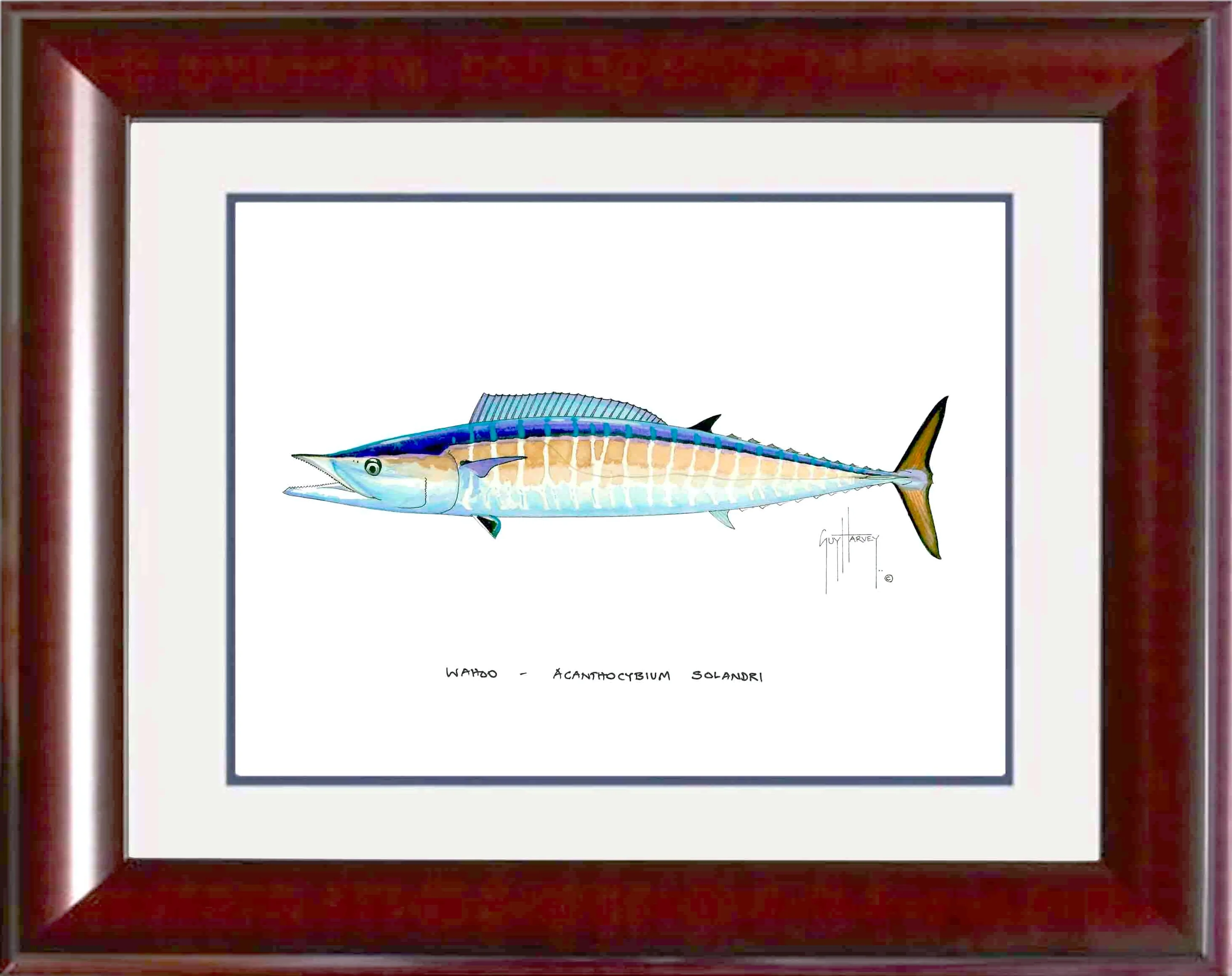 "Wahoo" Grande Mini Print