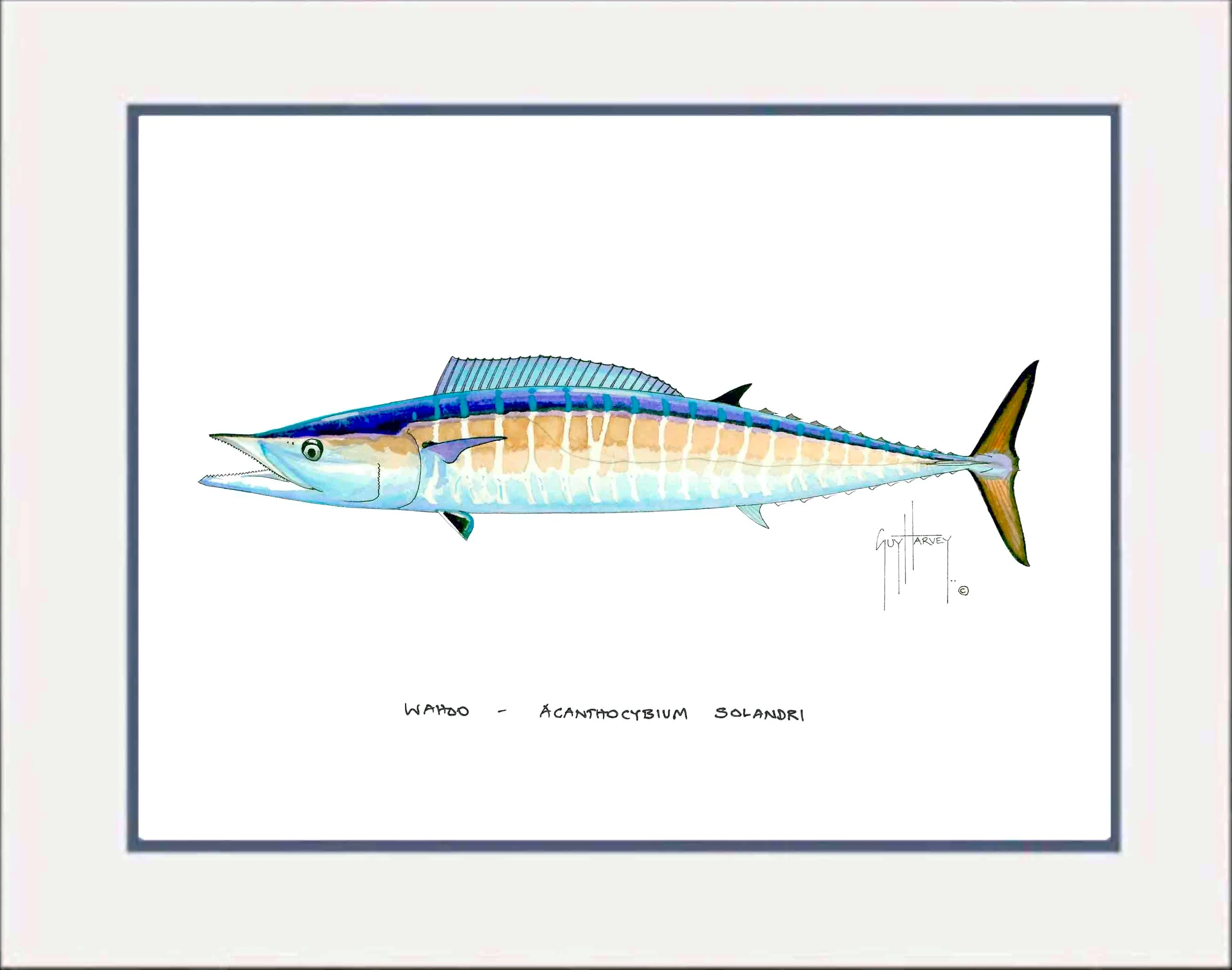"Wahoo" Grande Mini Print - Image 2