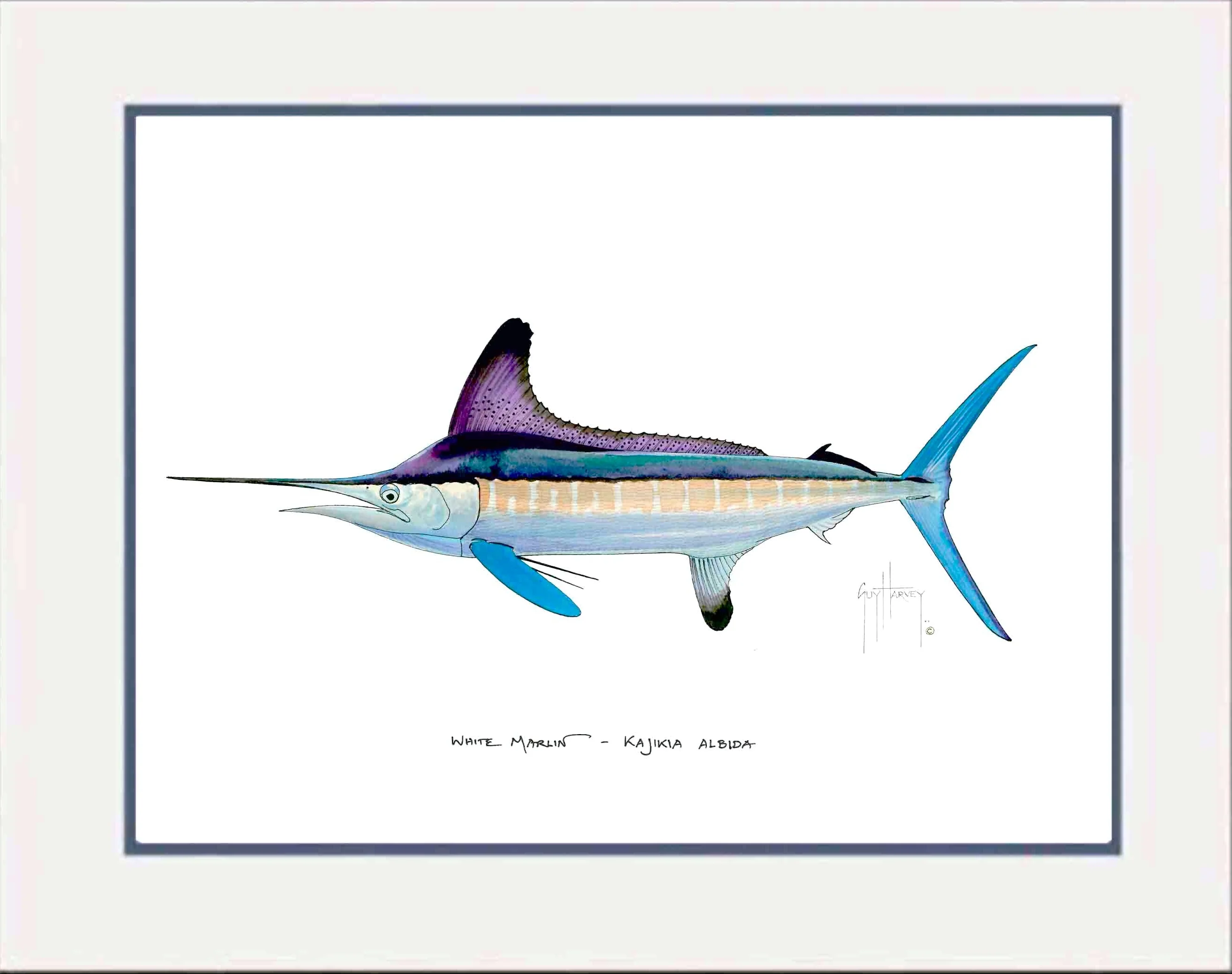 "White Marlin" Grande Mini Print - Image 2