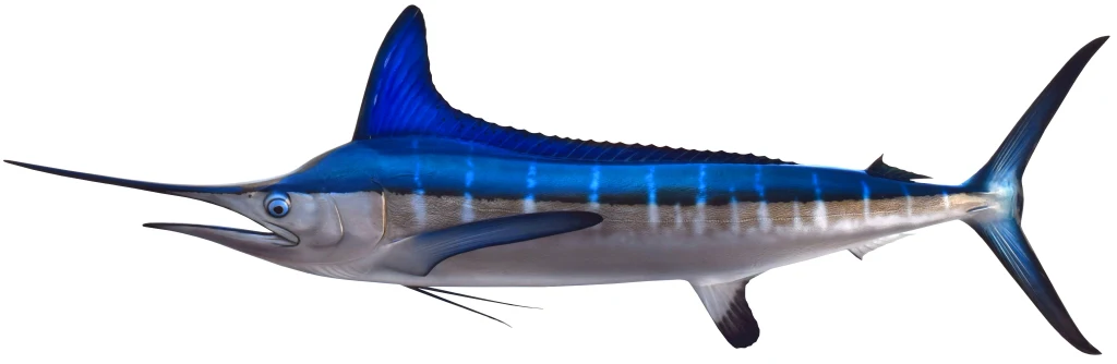White Marlin Mount - Image 6