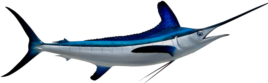 White Marlin Mount - Image 7