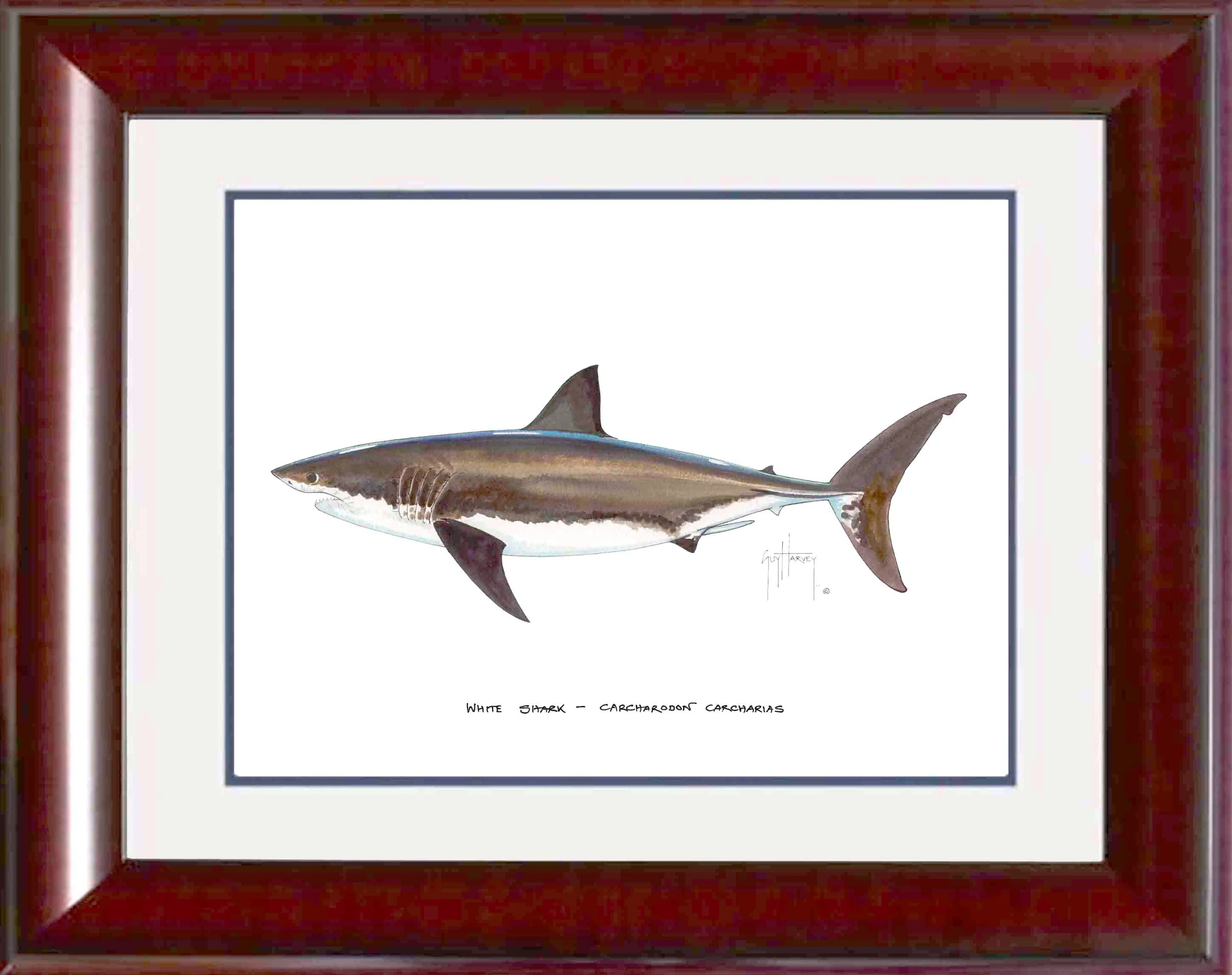 "White Shark" Grande Mini Print