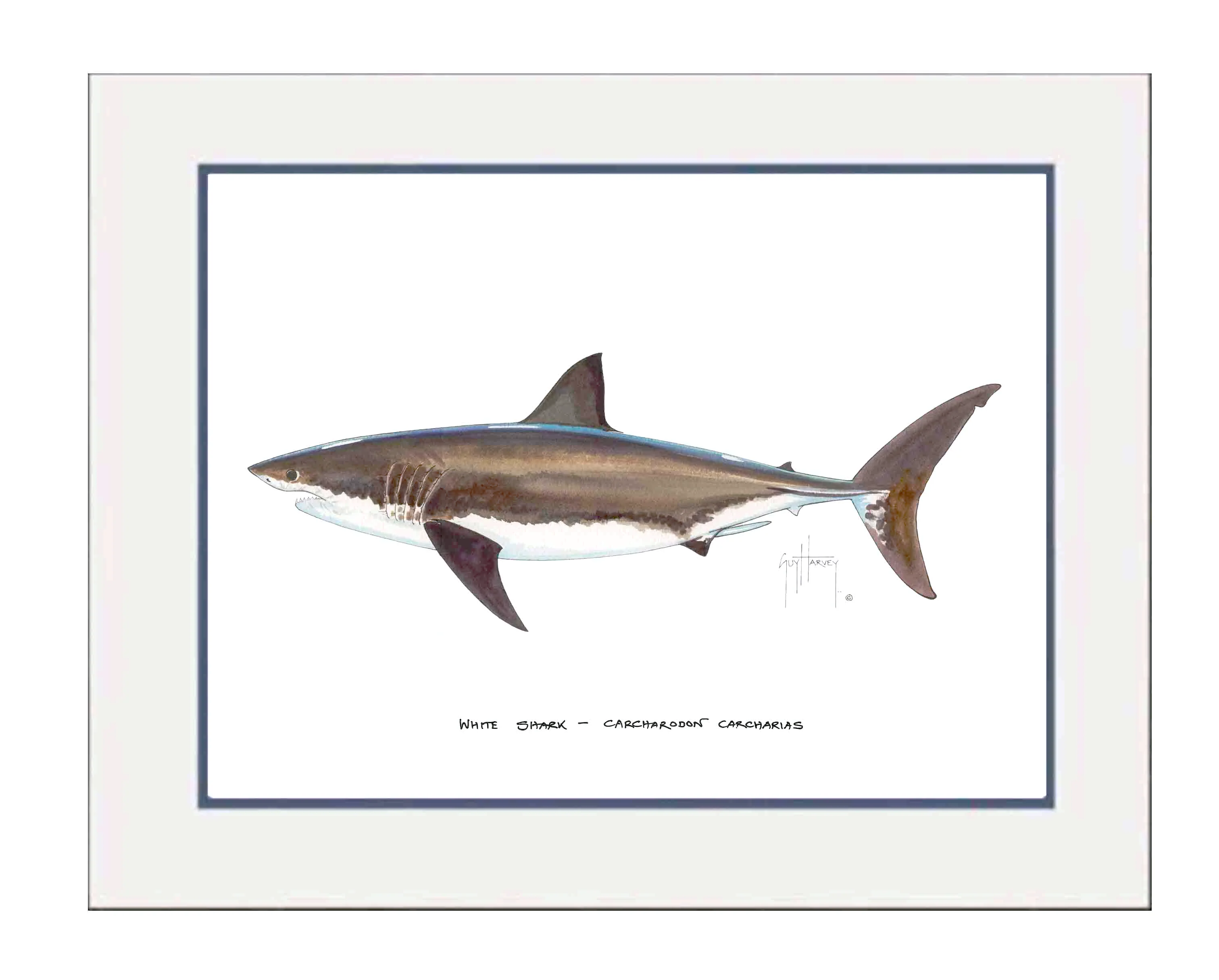 "White Shark" Grande Mini Print - Image 2
