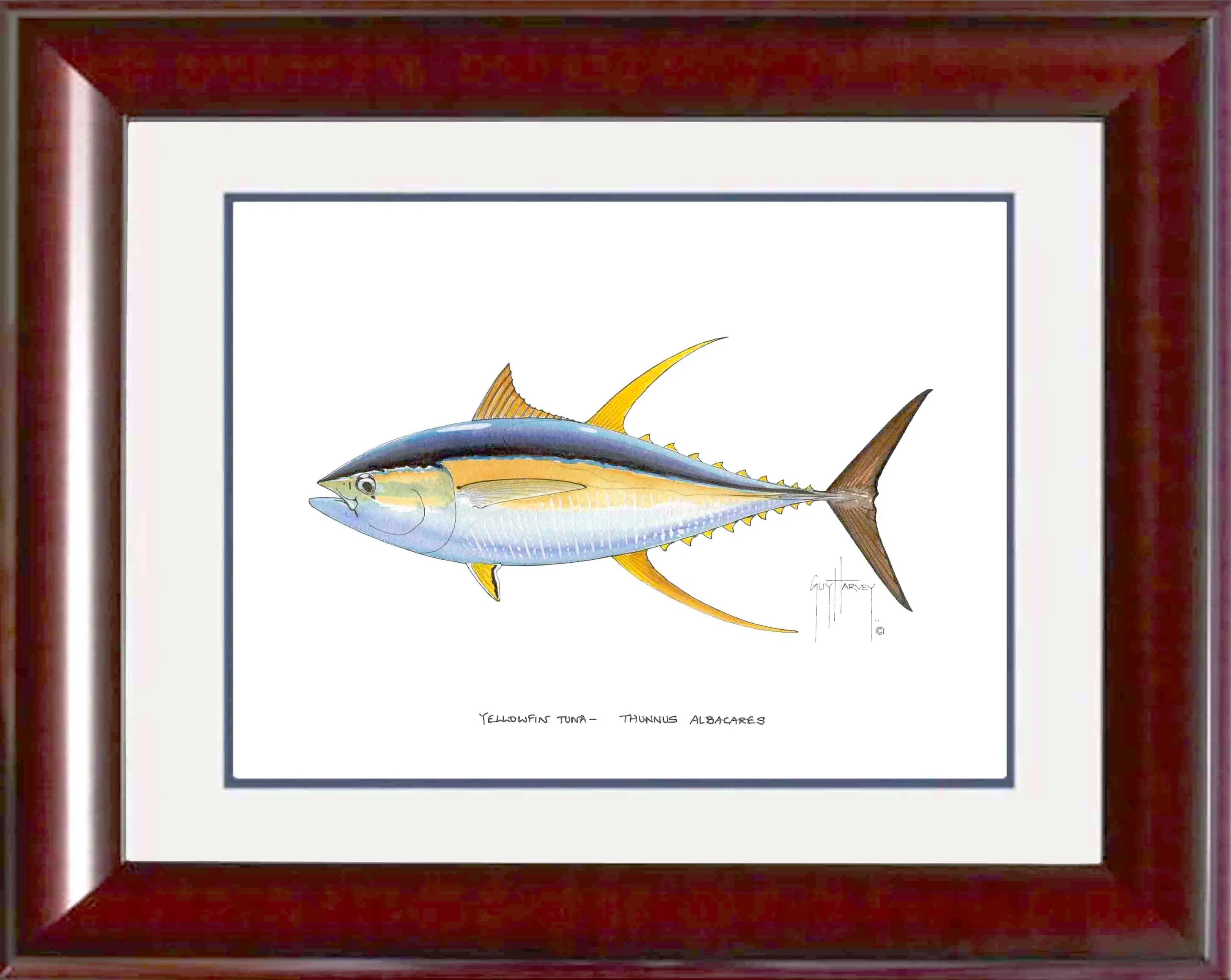 "Yellowfin Tuna" Grande Mini Print