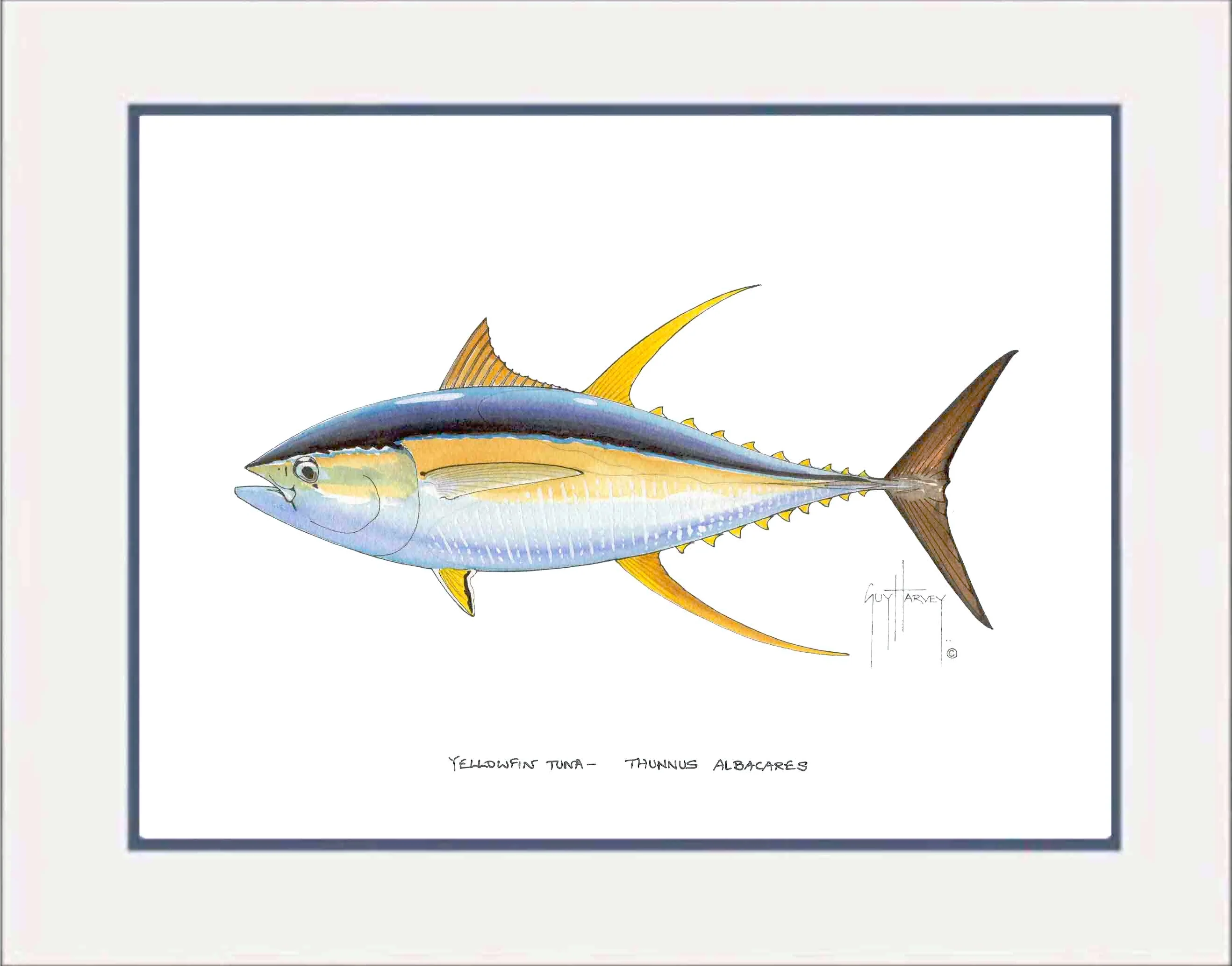 "Yellowfin Tuna" Grande Mini Print - Image 2